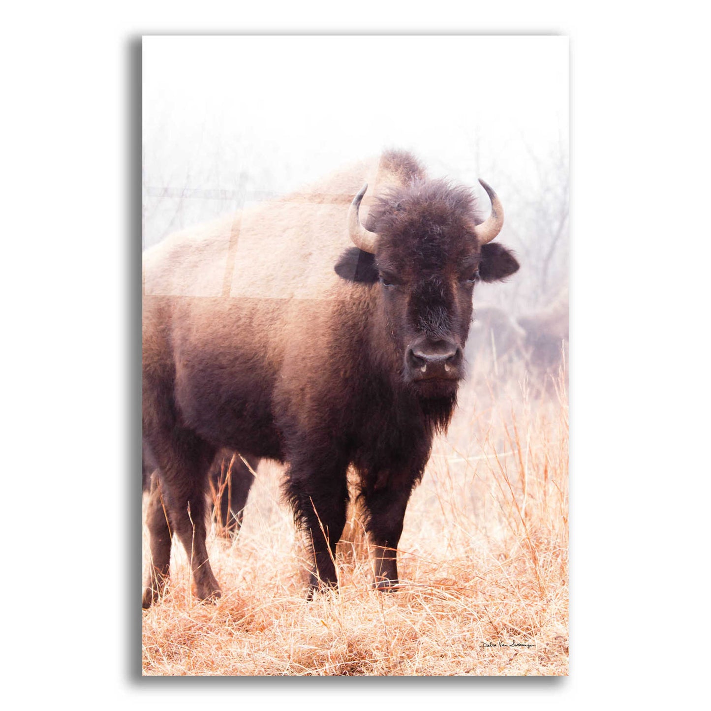 Epic Art 'American Bison V' by Debra Van Swearingen, Acrylic Glass Wall Art,16x24