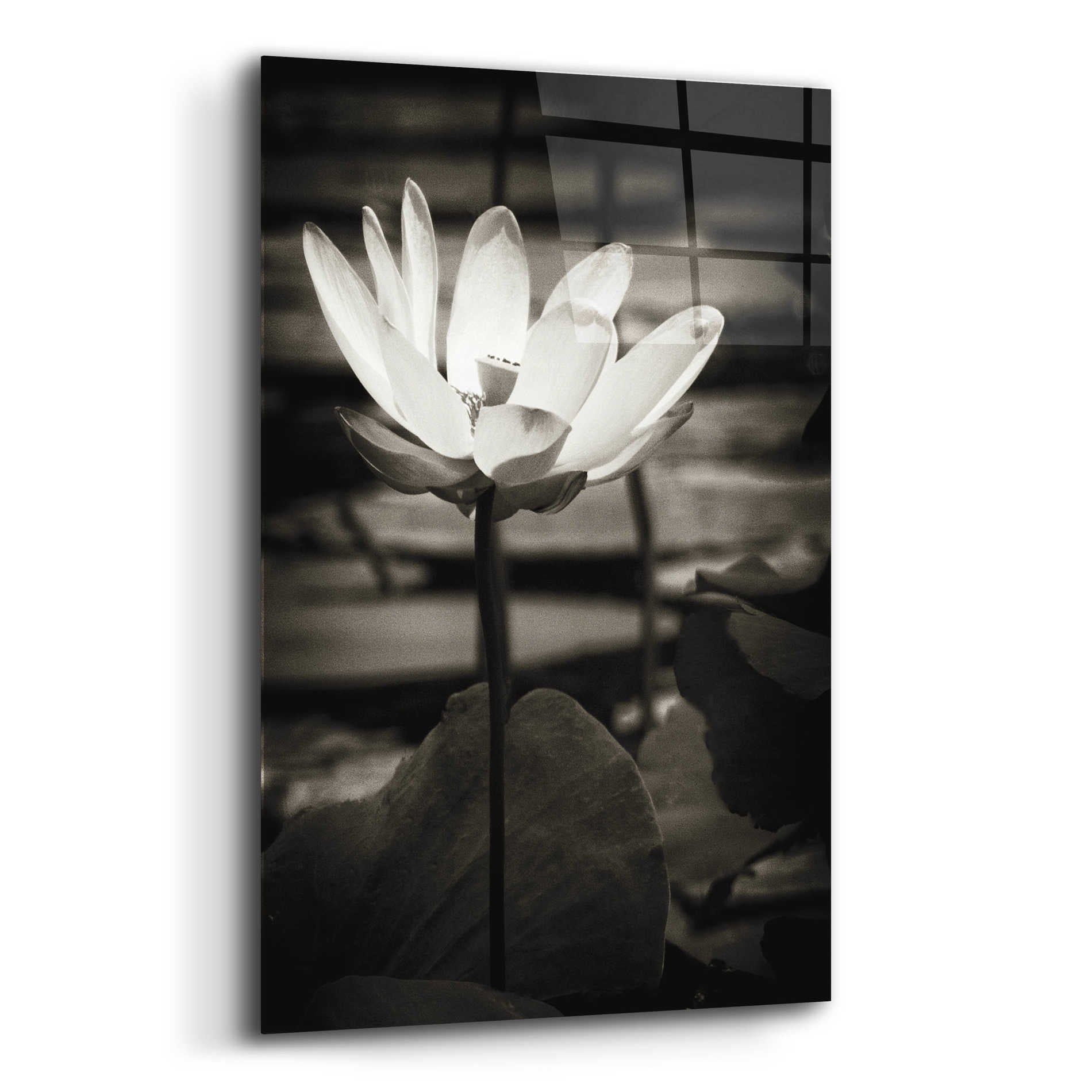 Epic Art 'Lotus Flower VIII' by Debra Van Swearingen, Acrylic Glass Wall Art,12x16