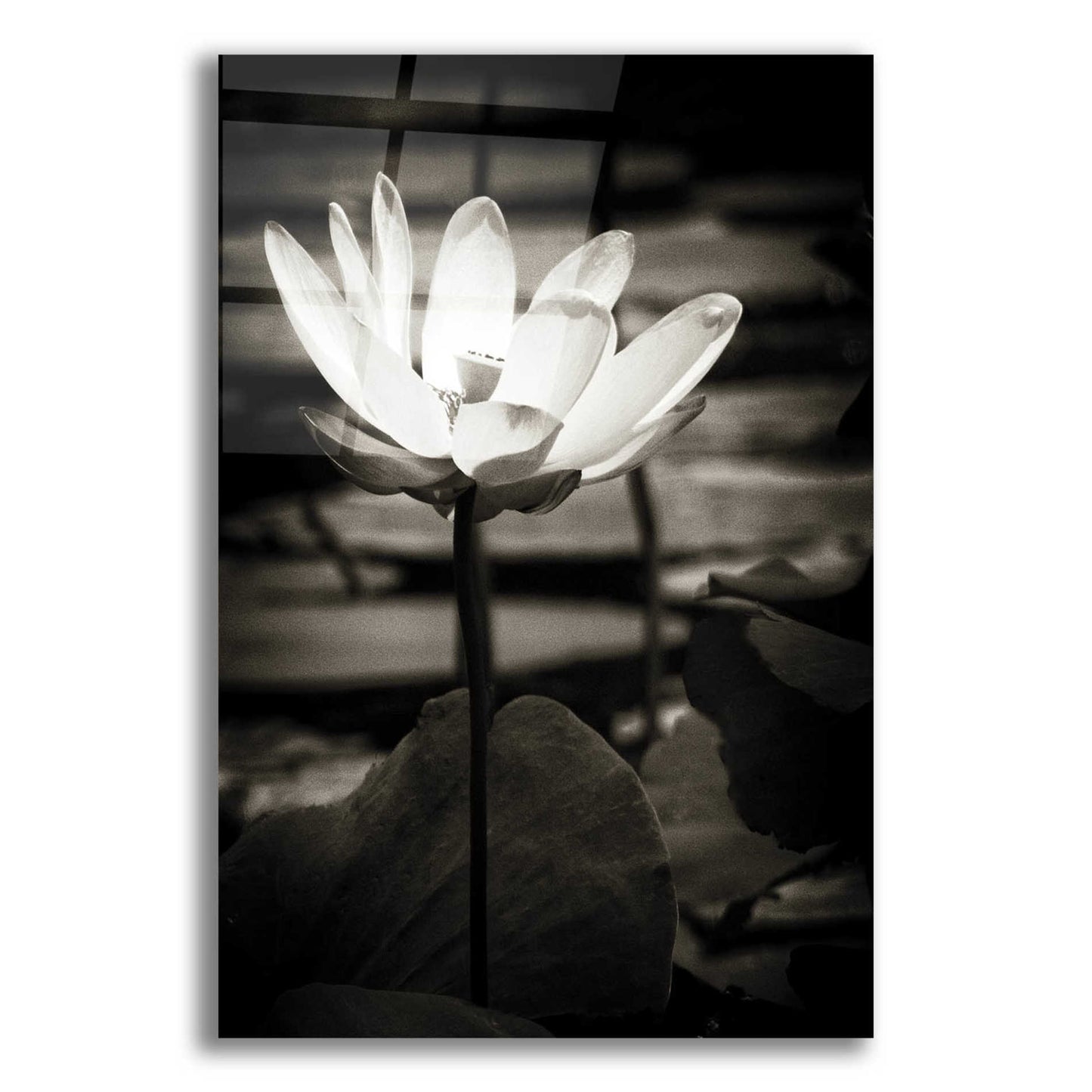 Epic Art 'Lotus Flower VIII' by Debra Van Swearingen, Acrylic Glass Wall Art,12x16