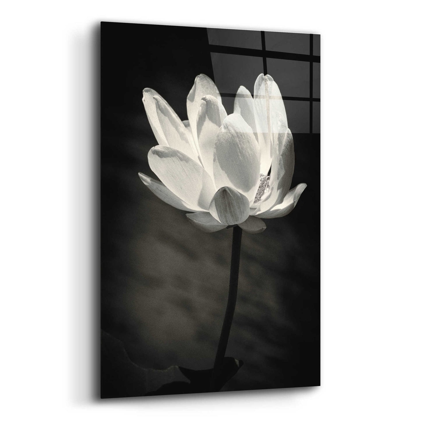 Epic Art 'Lotus Flower X' by Debra Van Swearingen, Acrylic Glass Wall Art,12x16