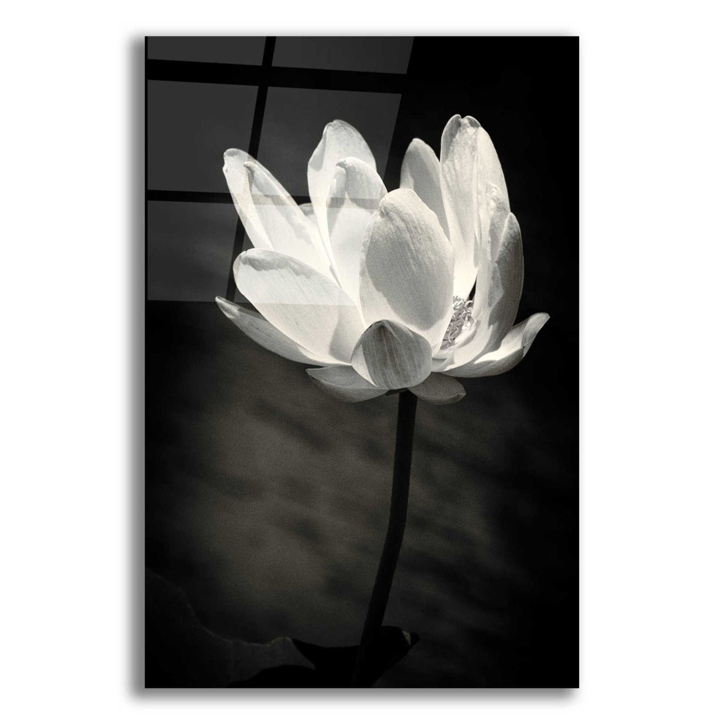 Epic Art 'Lotus Flower X' by Debra Van Swearingen, Acrylic Glass Wall Art,12x16