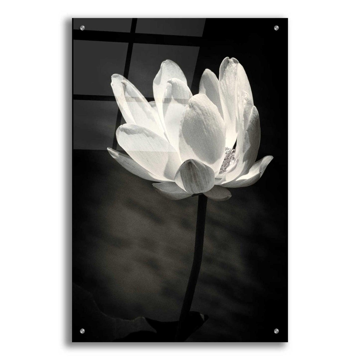 Epic Art 'Lotus Flower X' by Debra Van Swearingen, Acrylic Glass Wall Art,24x36