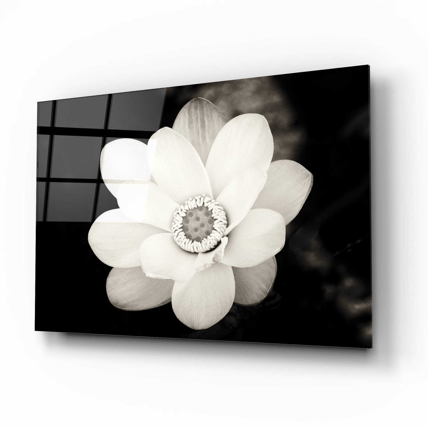 Epic Art 'Lotus Flower III' by Debra Van Swearingen, Acrylic Glass Wall Art,16x12