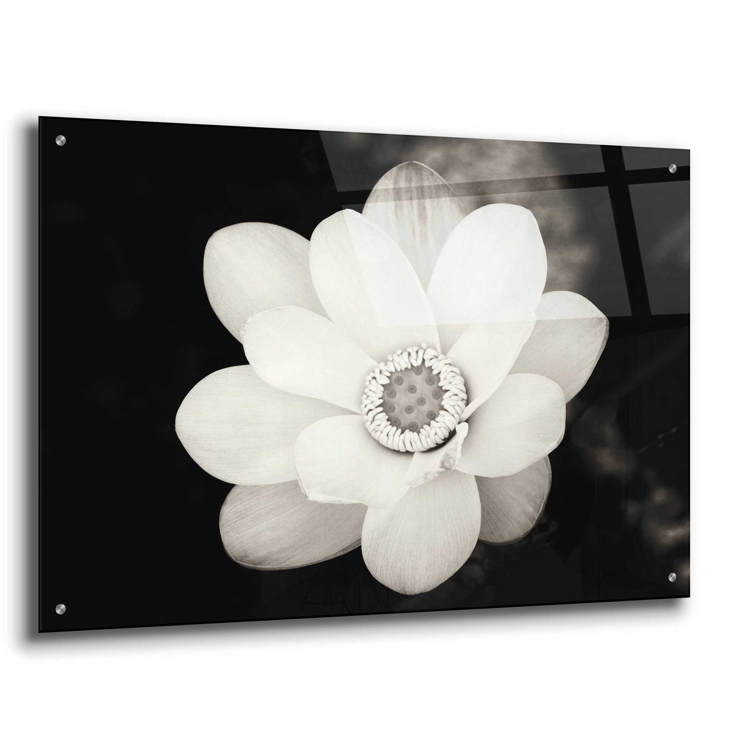 Epic Art 'Lotus Flower III' by Debra Van Swearingen, Acrylic Glass Wall Art,36x24