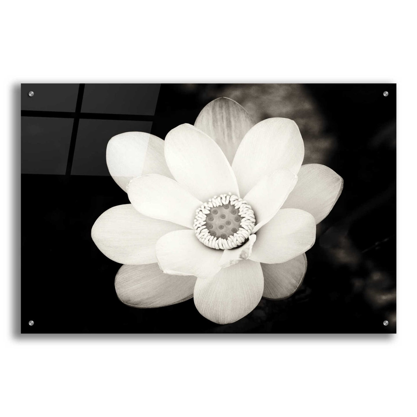 Epic Art 'Lotus Flower III' by Debra Van Swearingen, Acrylic Glass Wall Art,36x24