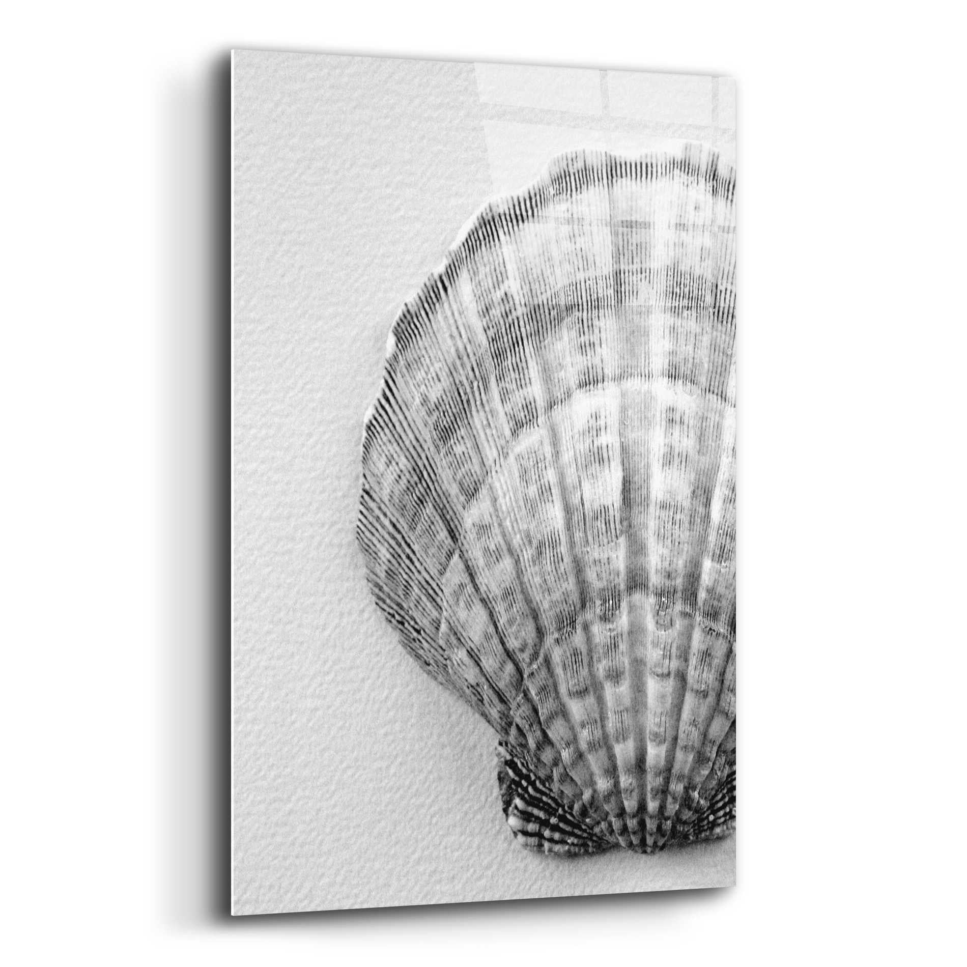 Epic Art 'On The Half Shell' by Debra Van Swearingen, Acrylic Glass Wall Art,12x16