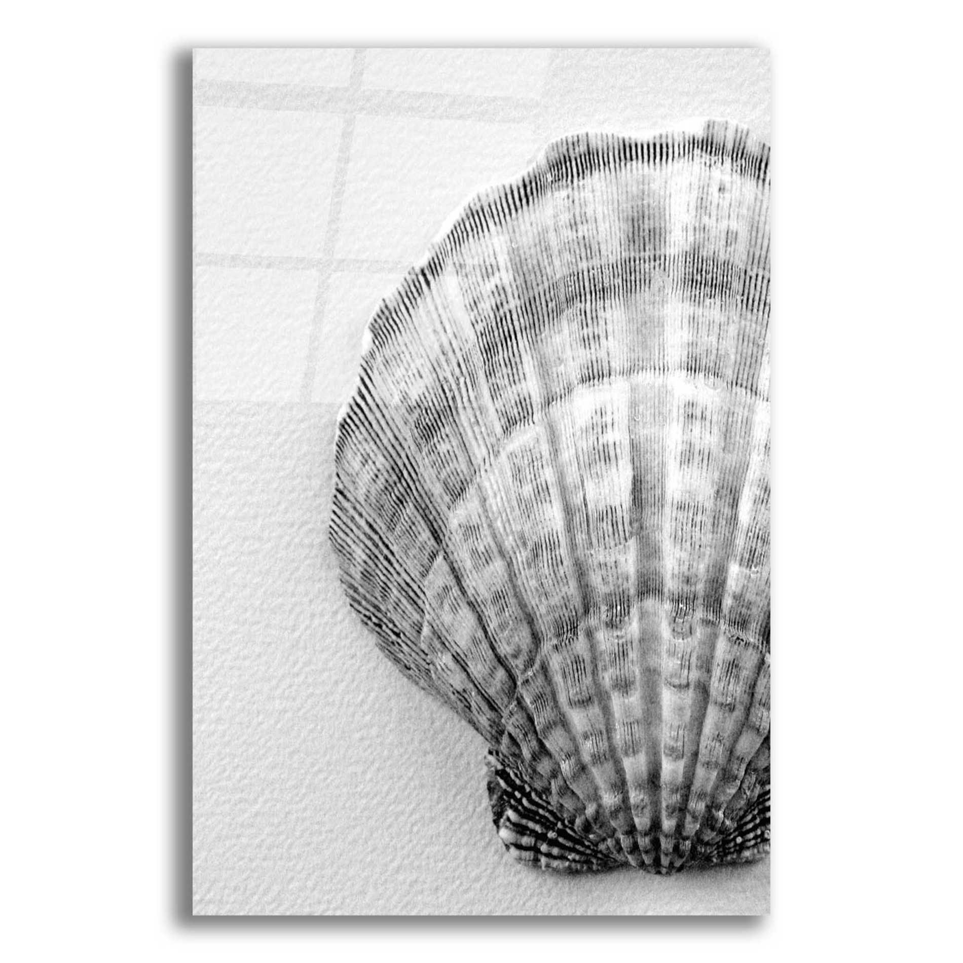 Epic Art 'On The Half Shell' by Debra Van Swearingen, Acrylic Glass Wall Art,12x16