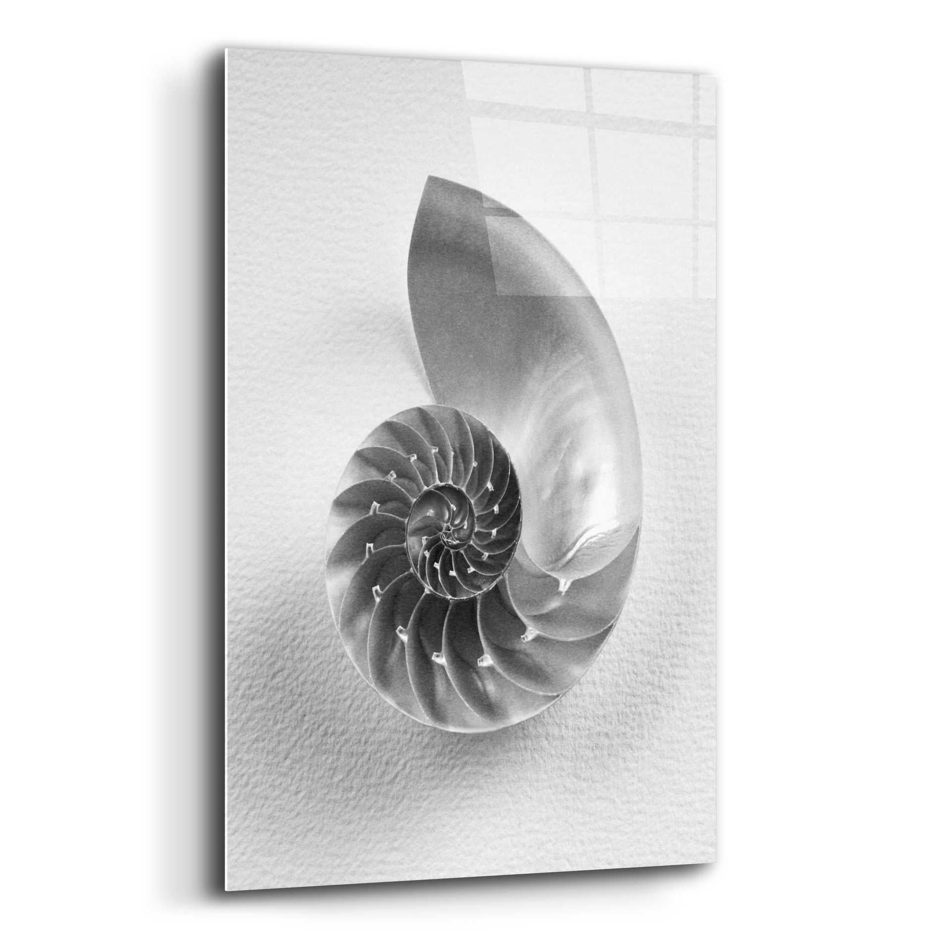 Epic Art 'Nautilus 4' by Debra Van Swearingen, Acrylic Glass Wall Art,12x16