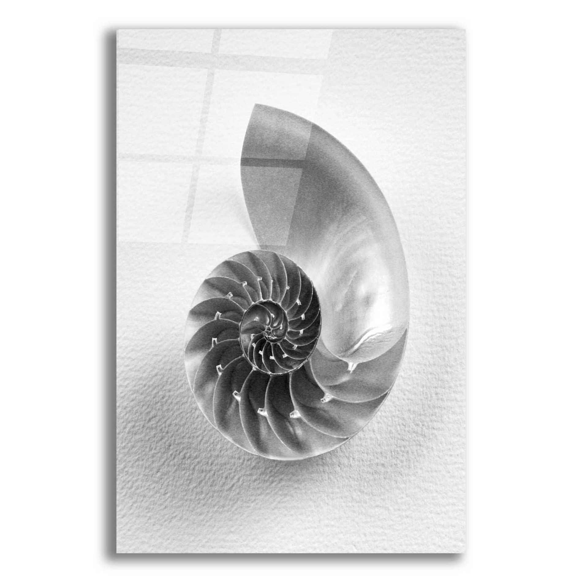 Epic Art 'Nautilus 4' by Debra Van Swearingen, Acrylic Glass Wall Art,12x16