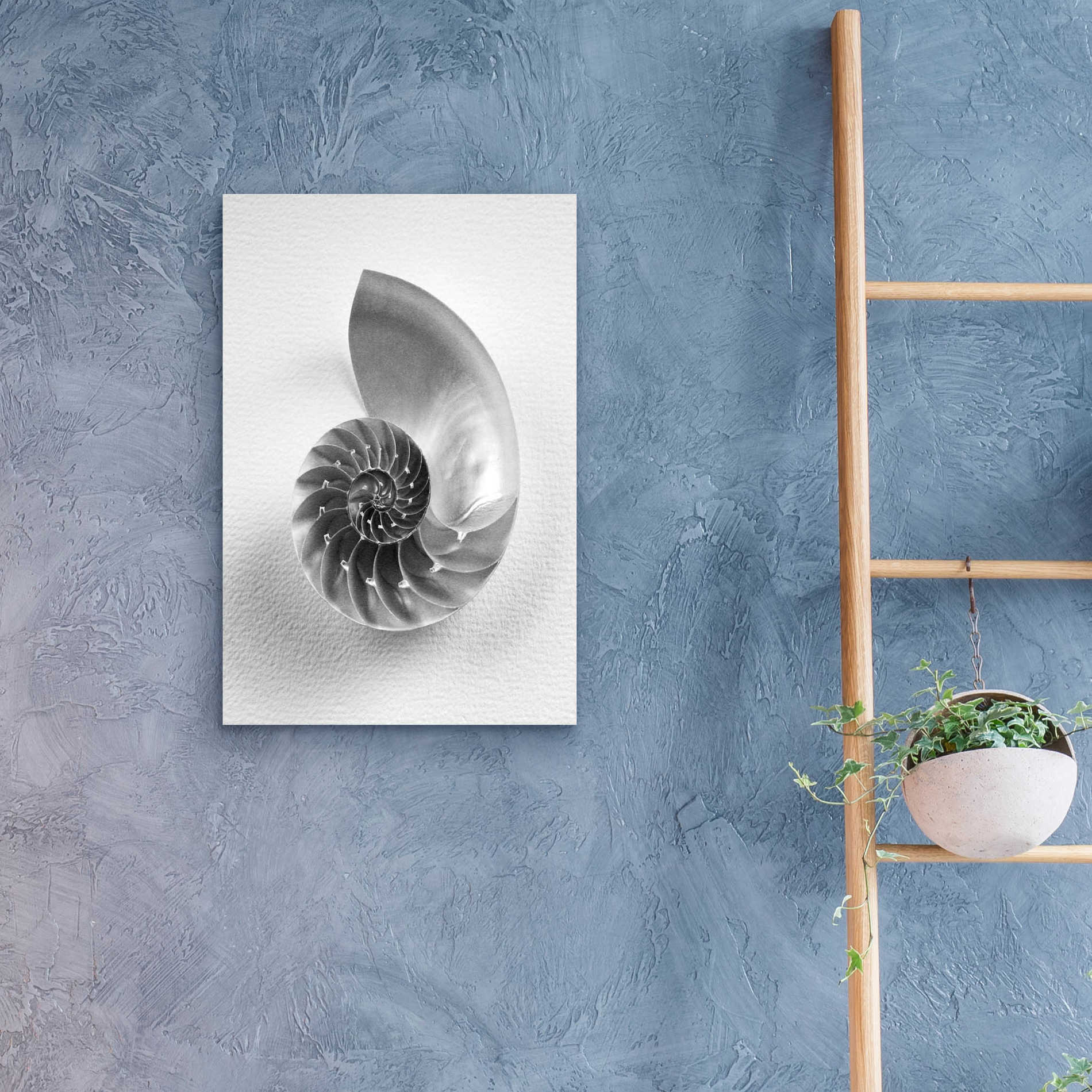 Epic Art 'Nautilus 4' by Debra Van Swearingen, Acrylic Glass Wall Art,16x24