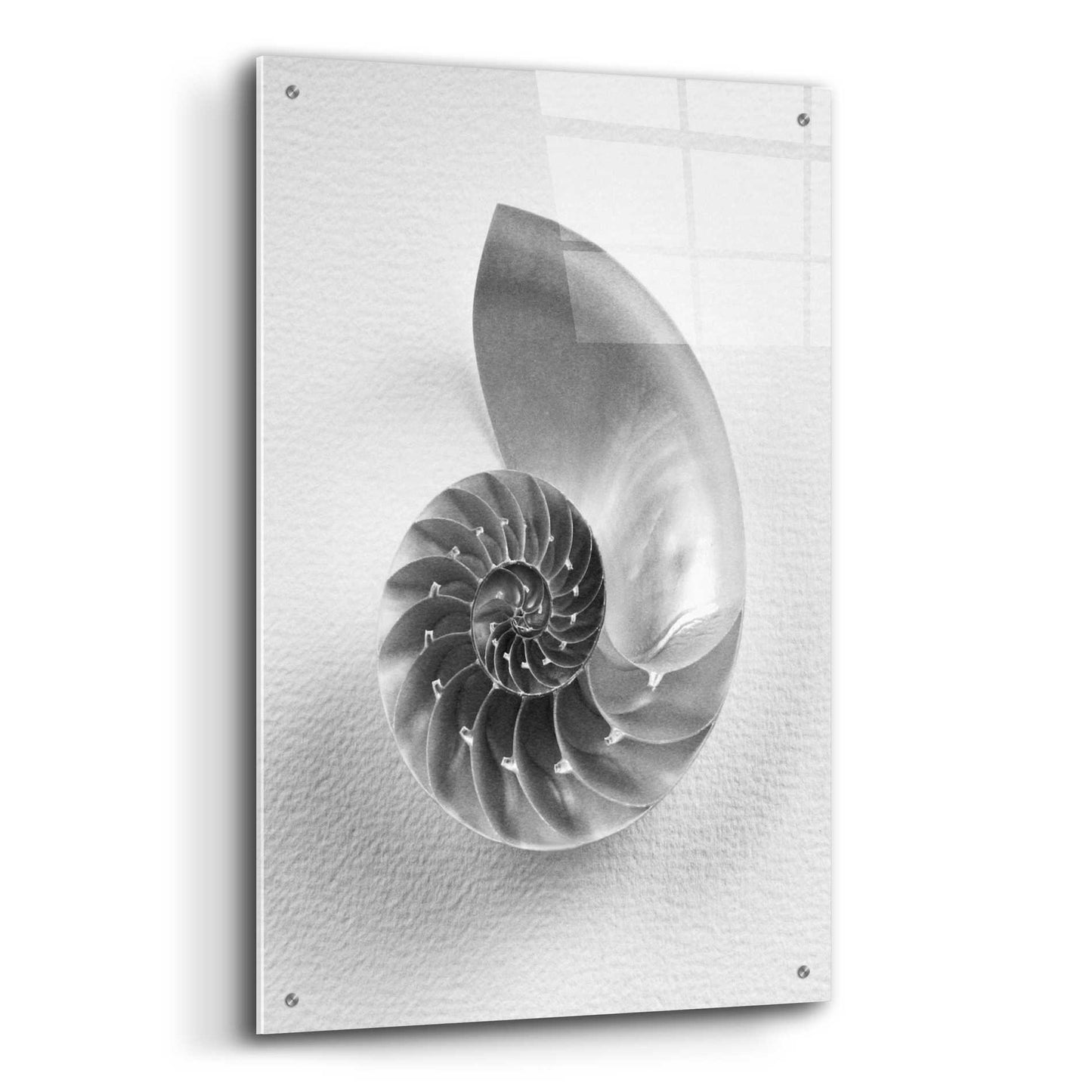 Epic Art 'Nautilus 4' by Debra Van Swearingen, Acrylic Glass Wall Art,24x36