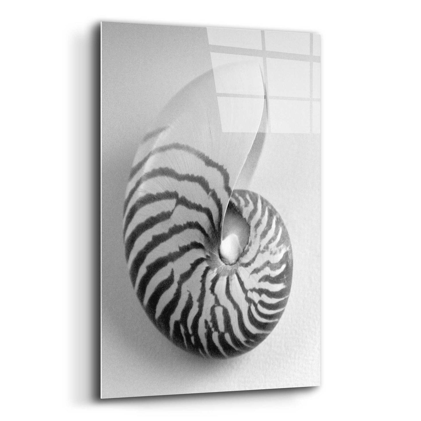 Epic Art 'Nautilus 2' by Debra Van Swearingen, Acrylic Glass Wall Art,12x16