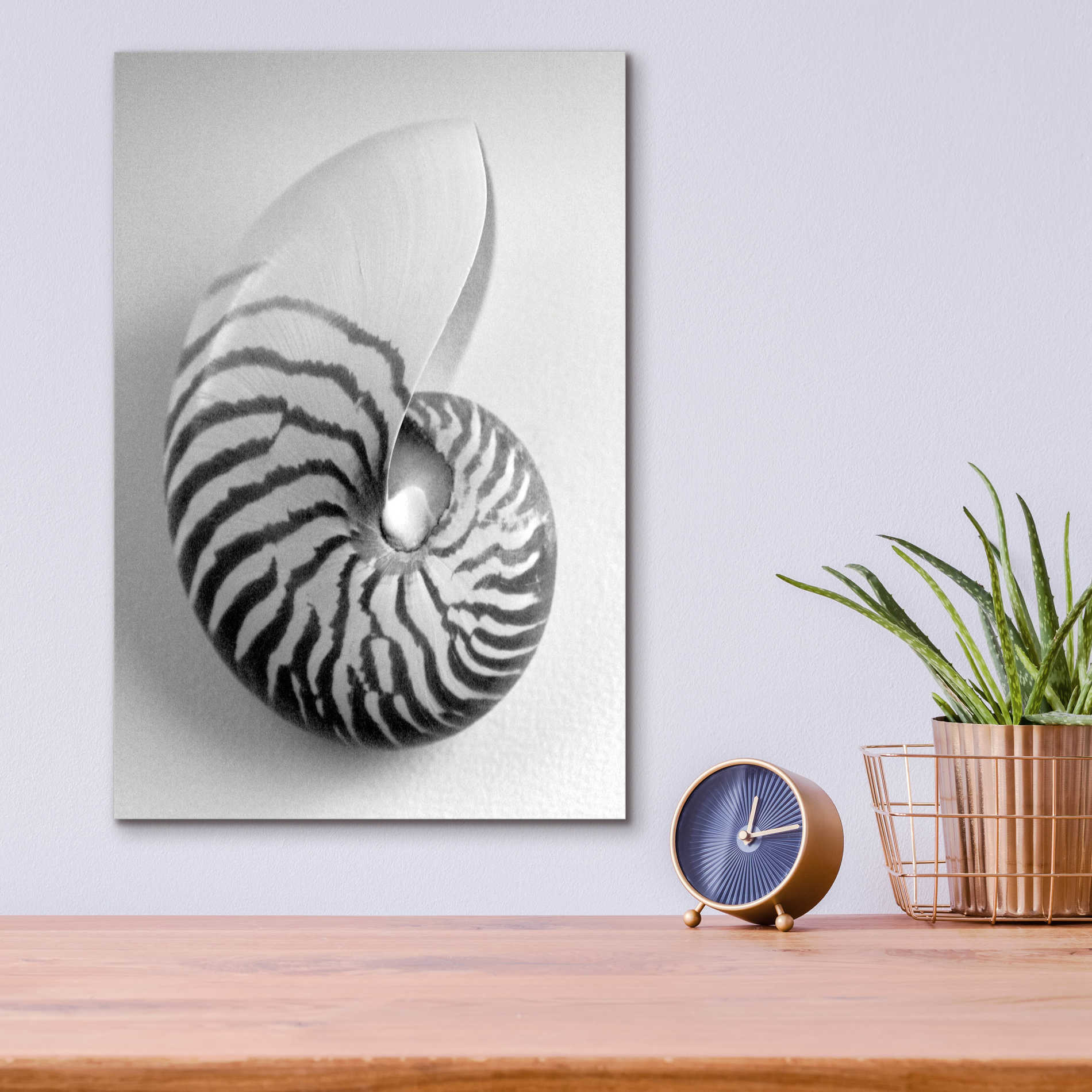 Epic Art 'Nautilus 2' by Debra Van Swearingen, Acrylic Glass Wall Art,12x16