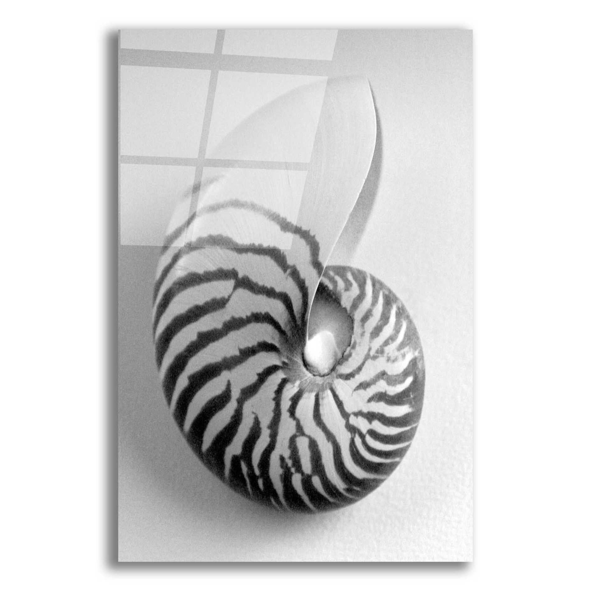 Epic Art 'Nautilus 2' by Debra Van Swearingen, Acrylic Glass Wall Art,12x16