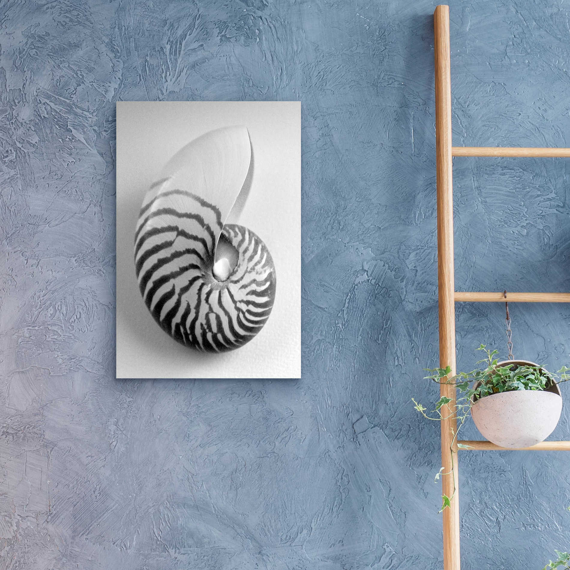 Epic Art 'Nautilus 2' by Debra Van Swearingen, Acrylic Glass Wall Art,16x24