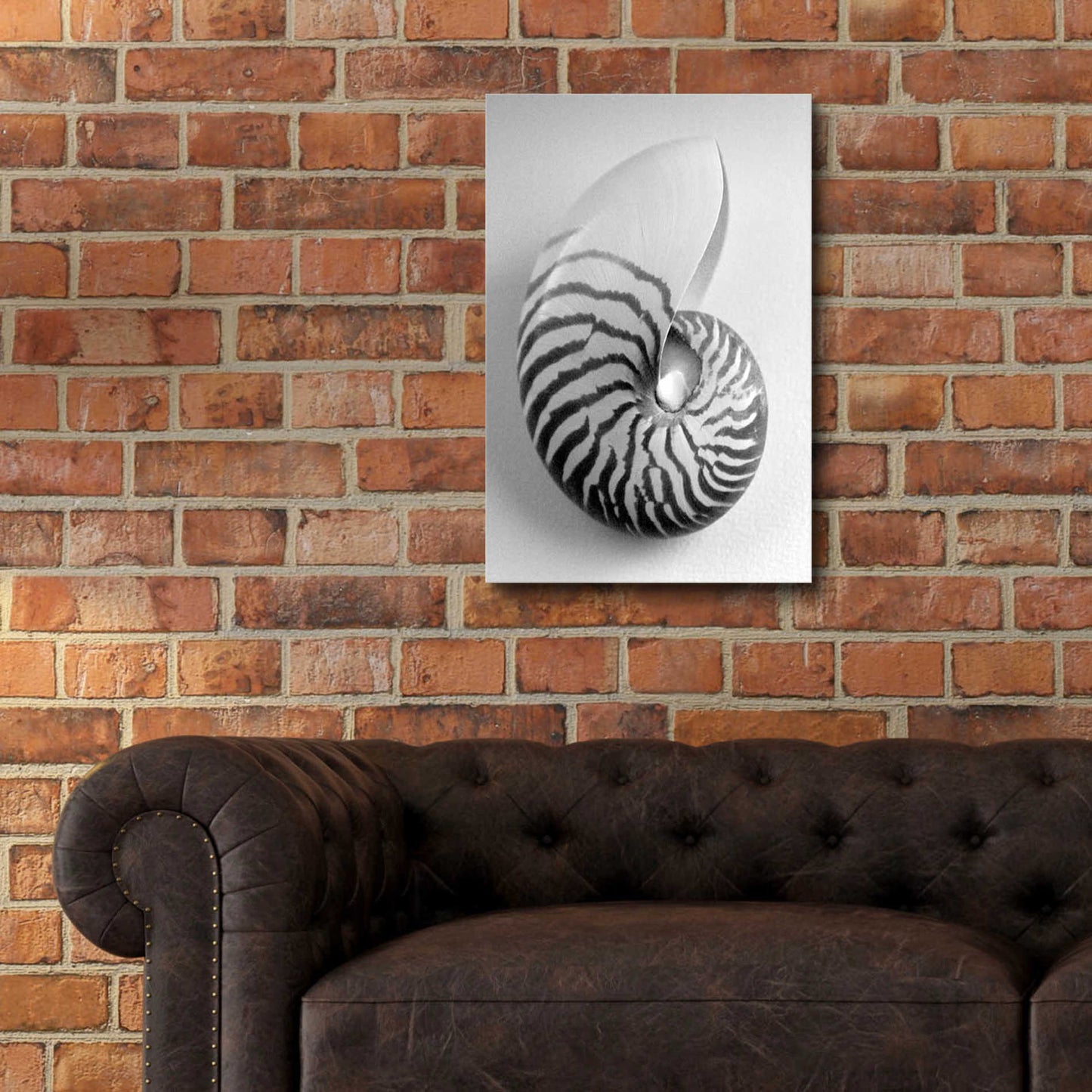 Epic Art 'Nautilus 2' by Debra Van Swearingen, Acrylic Glass Wall Art,16x24