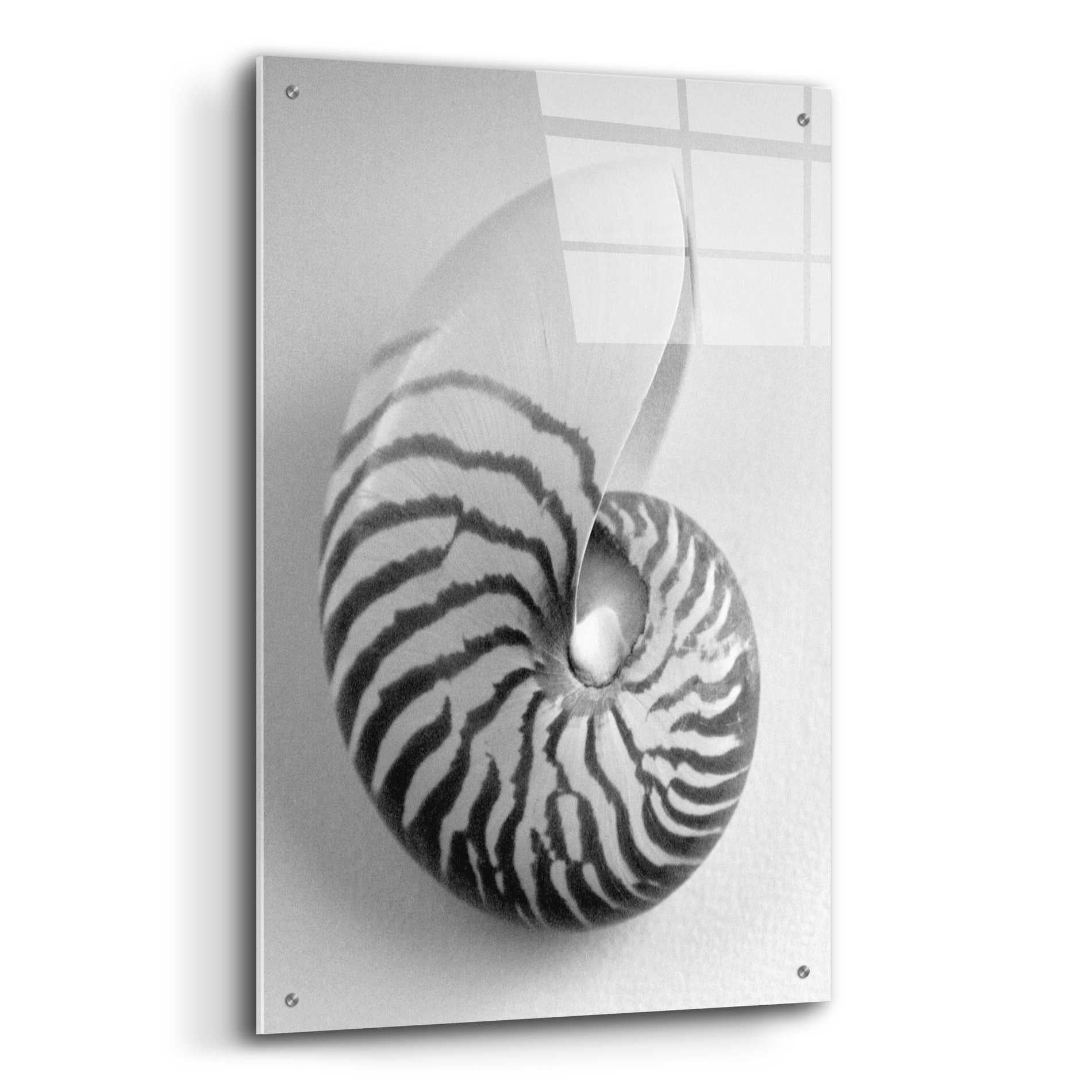 Epic Art 'Nautilus 2' by Debra Van Swearingen, Acrylic Glass Wall Art,24x36