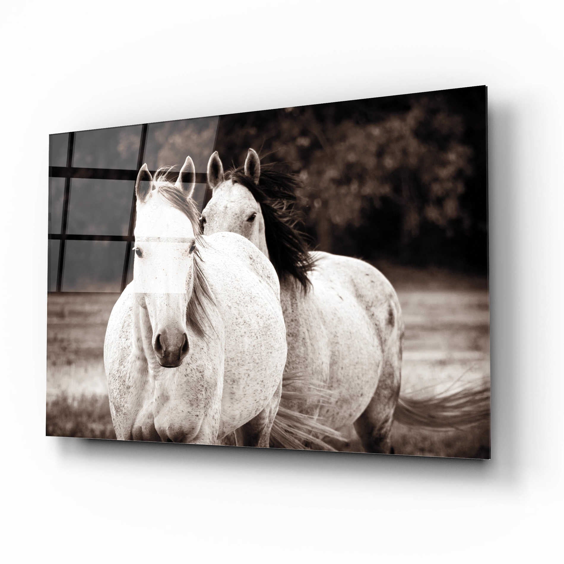 Epic Art 'Two Wild Horses Sepia' by Debra Van Swearingen, Acrylic Glass Wall Art,16x12