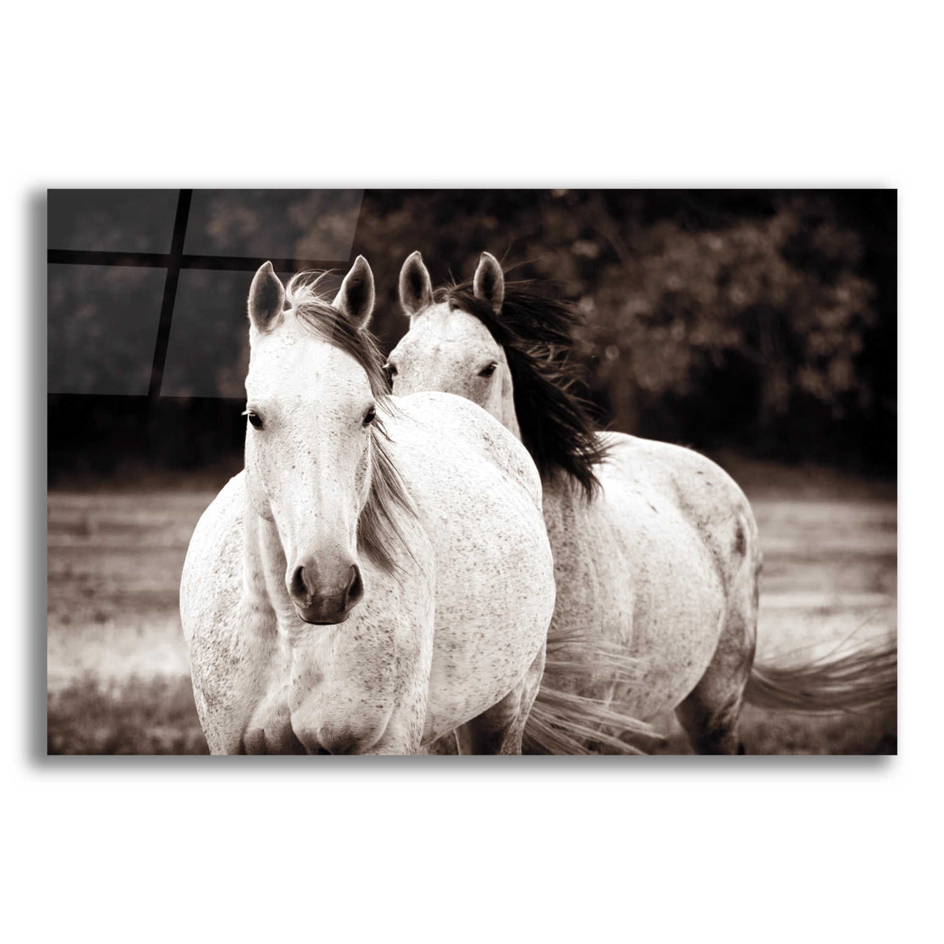 Epic Art 'Two Wild Horses Sepia' by Debra Van Swearingen, Acrylic Glass Wall Art,16x12