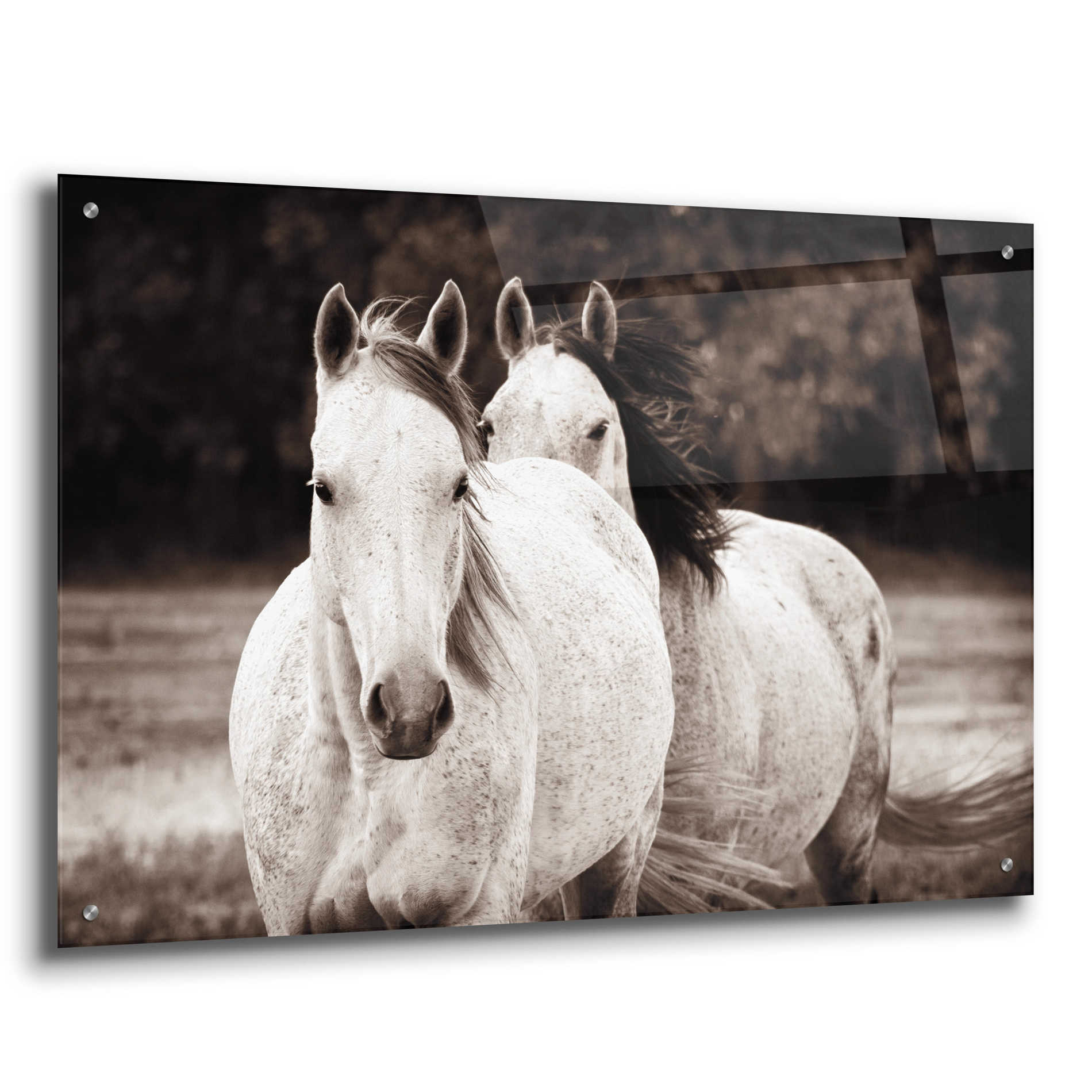 Epic Art 'Two Wild Horses Sepia' by Debra Van Swearingen, Acrylic Glass Wall Art,36x24