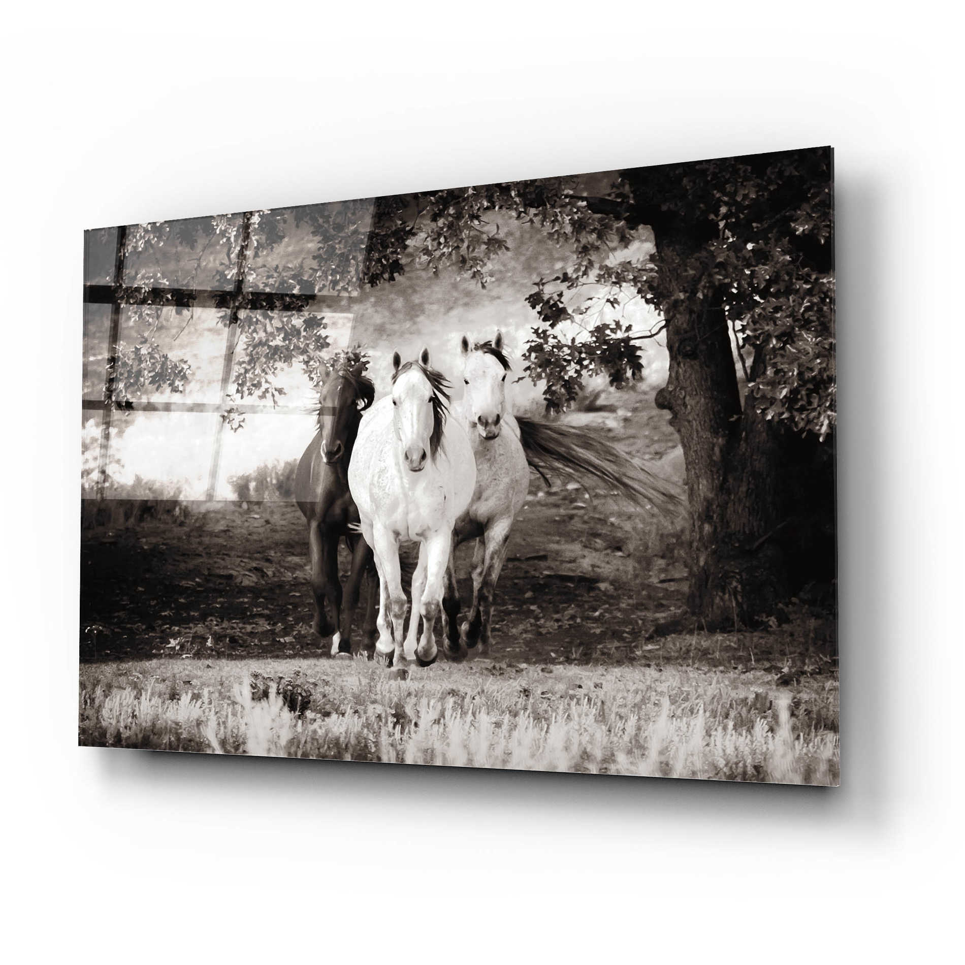 Epic Art 'Three Wild Horses Sepia' by Debra Van Swearingen, Acrylic Glass Wall Art,24x16