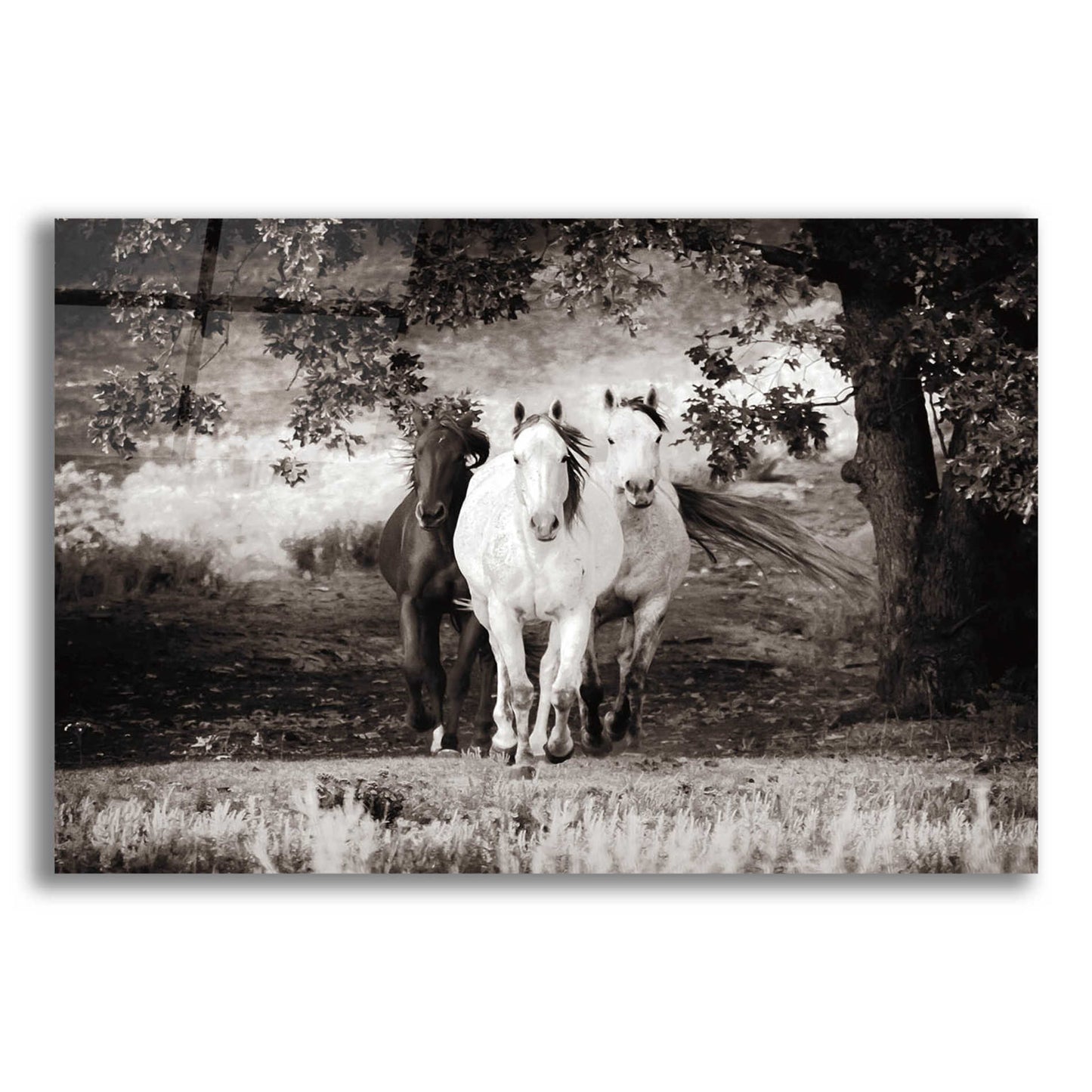 Epic Art 'Three Wild Horses Sepia' by Debra Van Swearingen, Acrylic Glass Wall Art,24x16