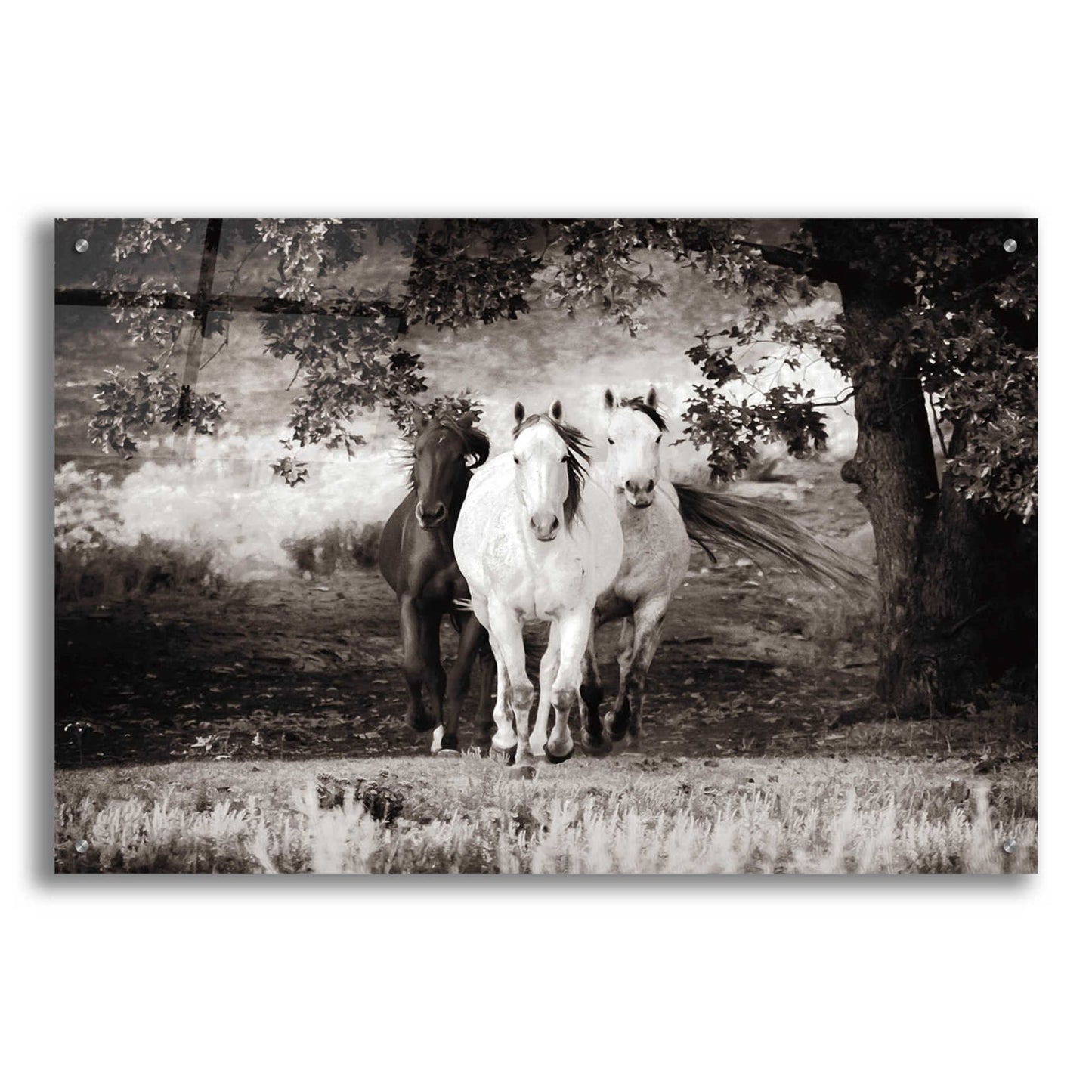 Epic Art 'Three Wild Horses Sepia' by Debra Van Swearingen, Acrylic Glass Wall Art,36x24