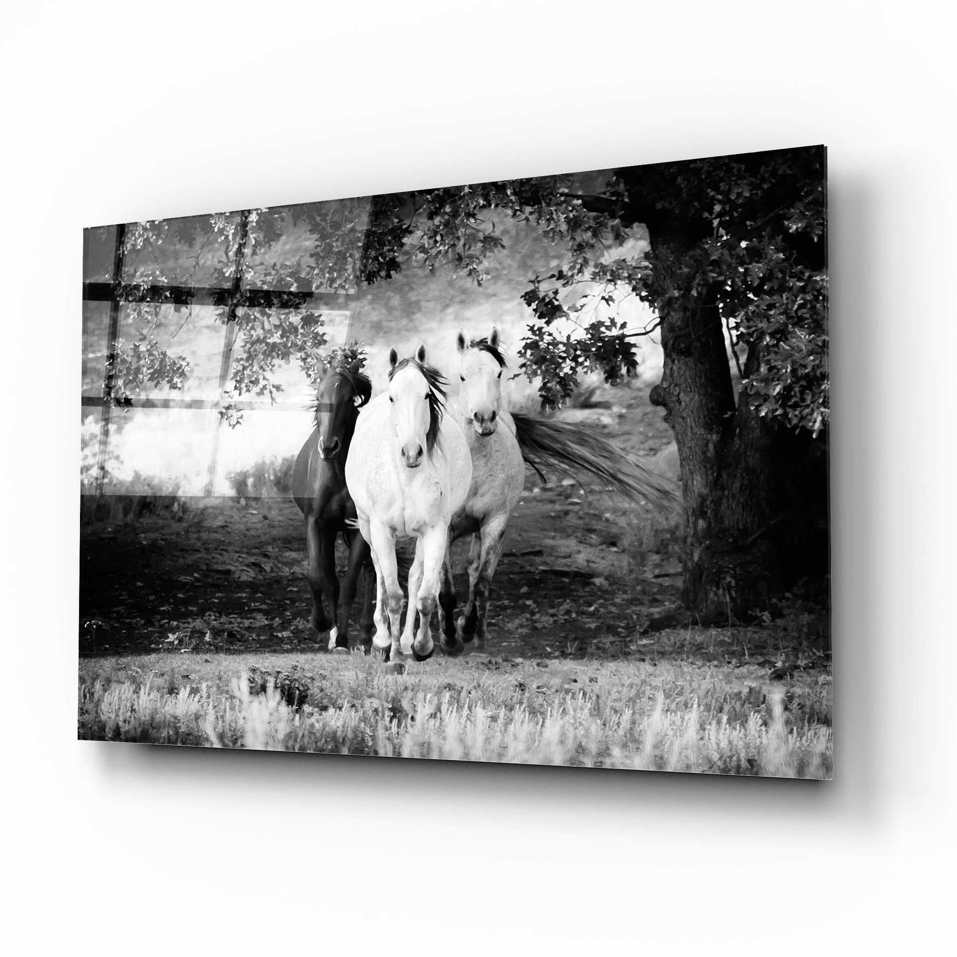 Epic Art 'Three Wild Horses BW' by Debra Van Swearingen, Acrylic Glass Wall Art,16x12