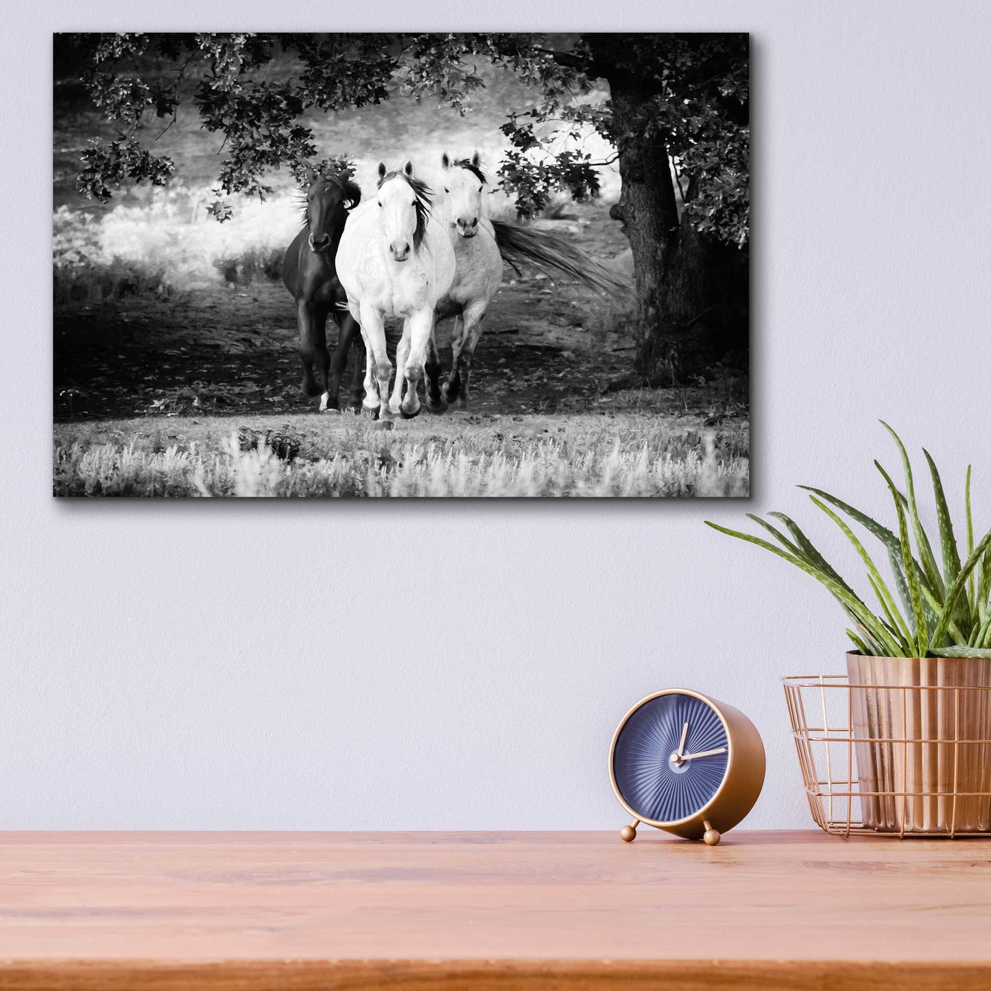 Epic Art 'Three Wild Horses BW' by Debra Van Swearingen, Acrylic Glass Wall Art,16x12