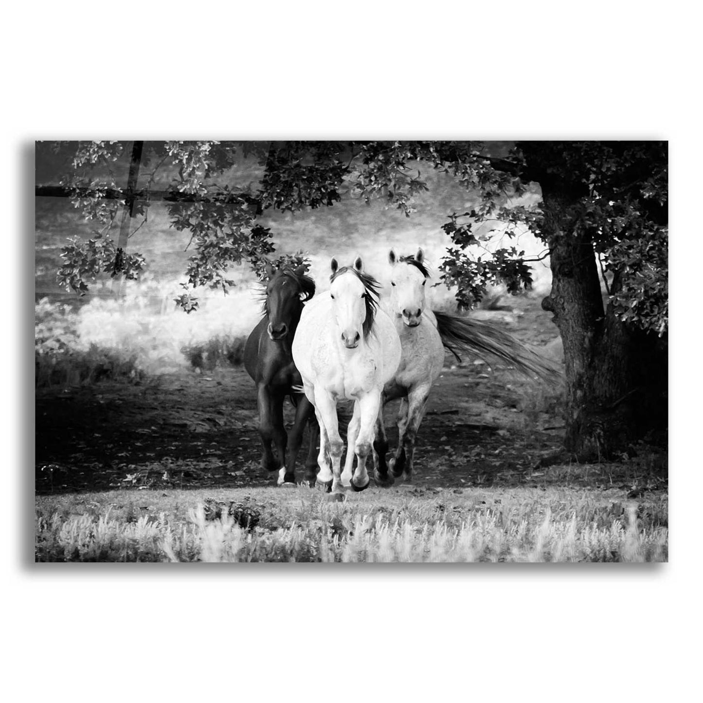 Epic Art 'Three Wild Horses BW' by Debra Van Swearingen, Acrylic Glass Wall Art,16x12