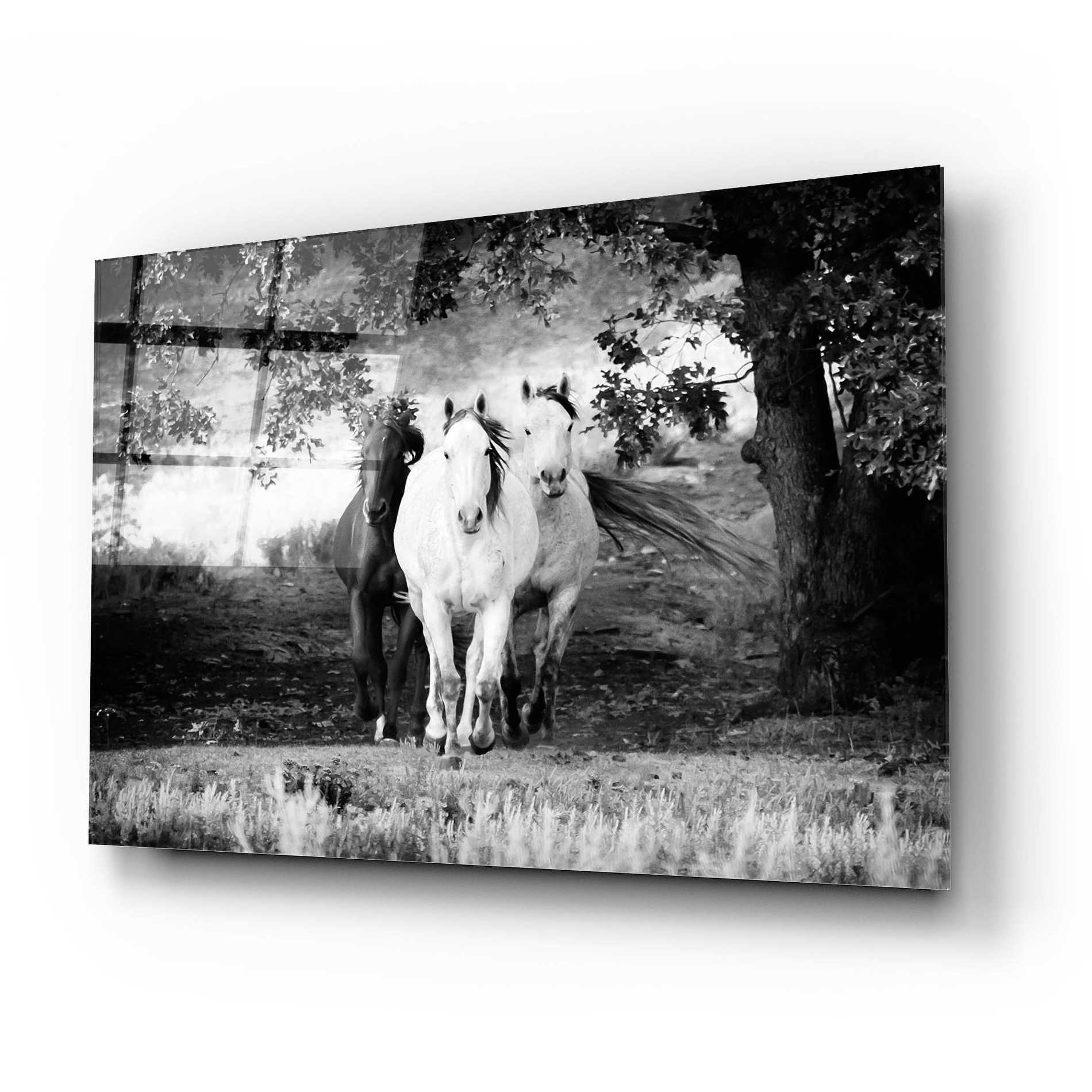 Epic Art 'Three Wild Horses BW' by Debra Van Swearingen, Acrylic Glass Wall Art,24x16