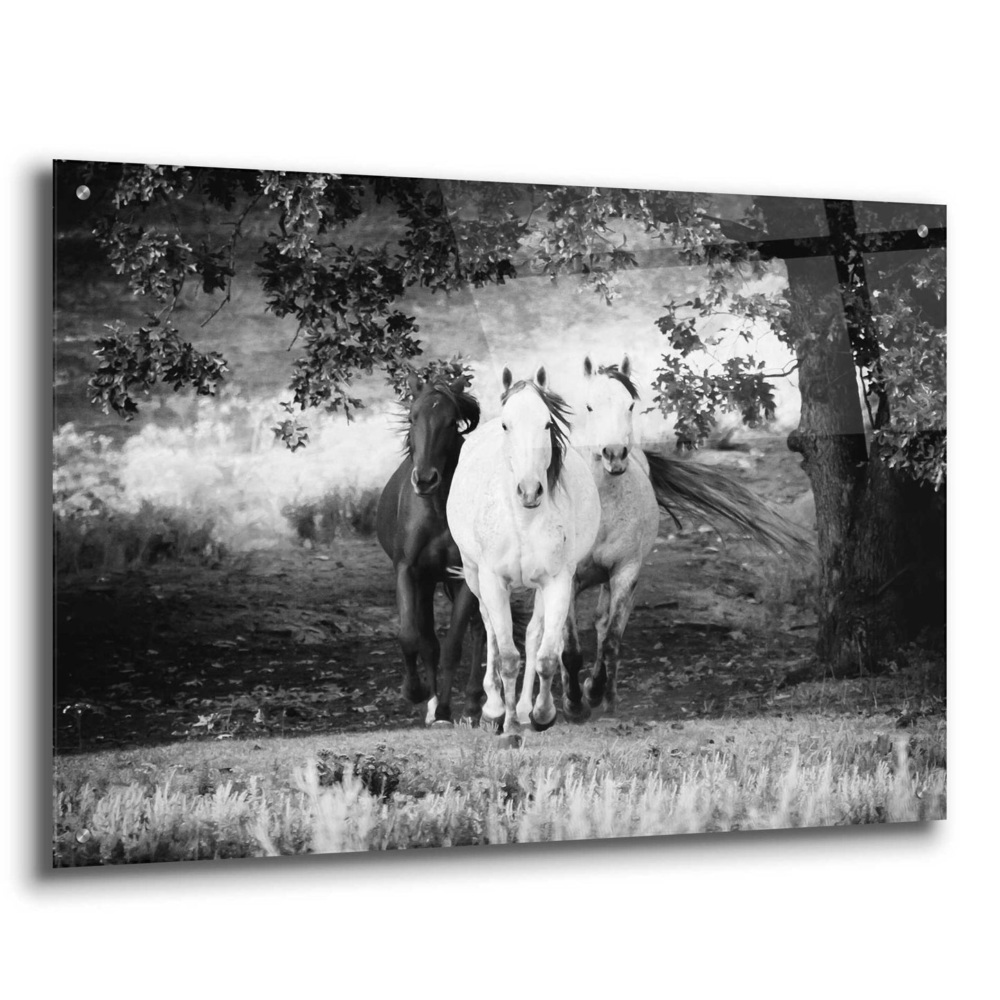 Epic Art 'Three Wild Horses BW' by Debra Van Swearingen, Acrylic Glass Wall Art,36x24