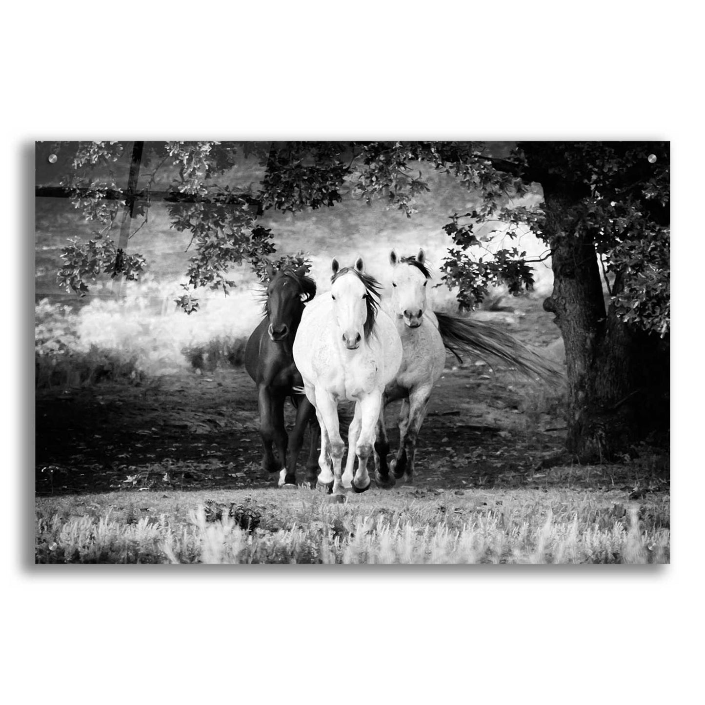 Epic Art 'Three Wild Horses BW' by Debra Van Swearingen, Acrylic Glass Wall Art,36x24