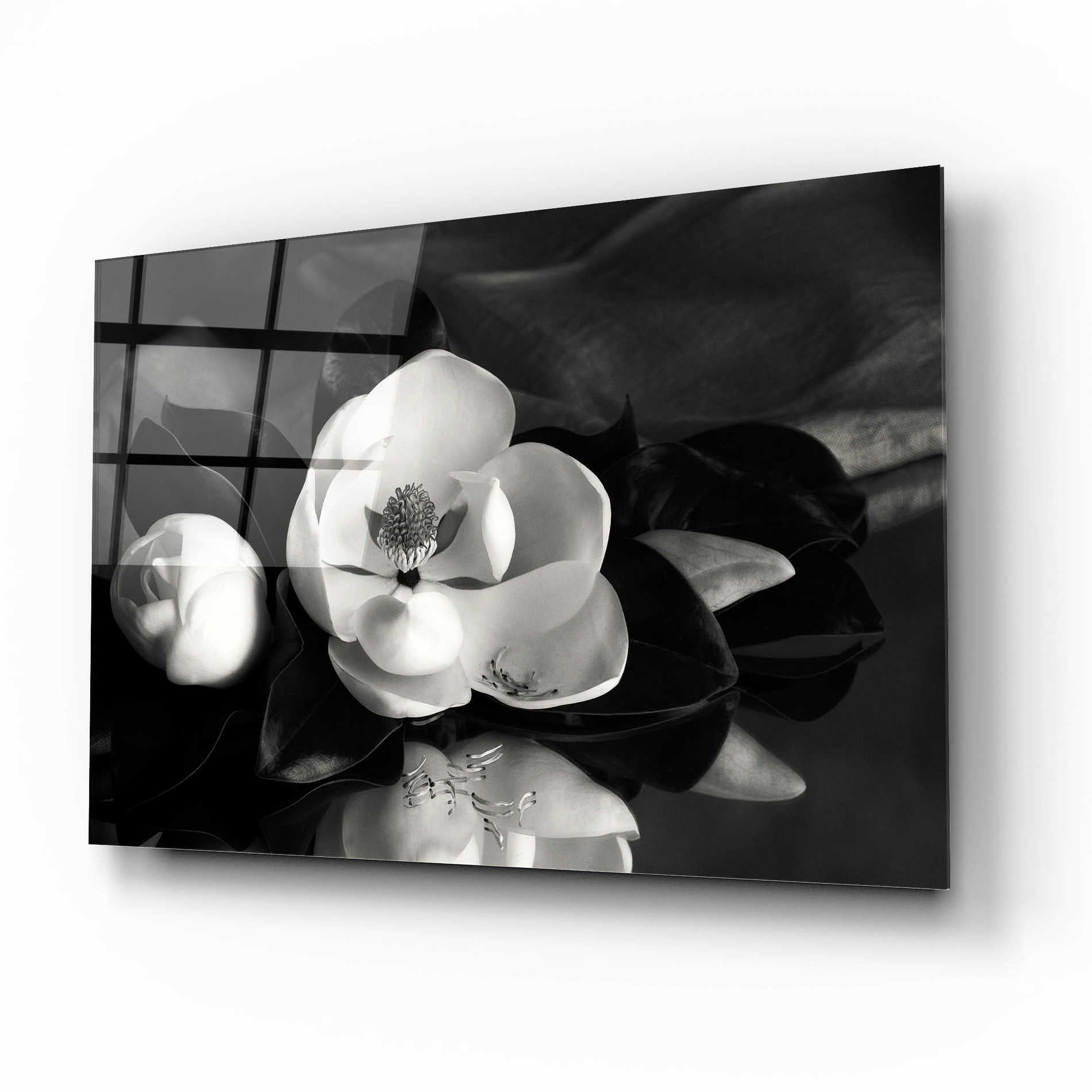 Epic Art 'Magnolia in Bloom' by Debra Van Swearingen, Acrylic Glass Wall Art,16x12