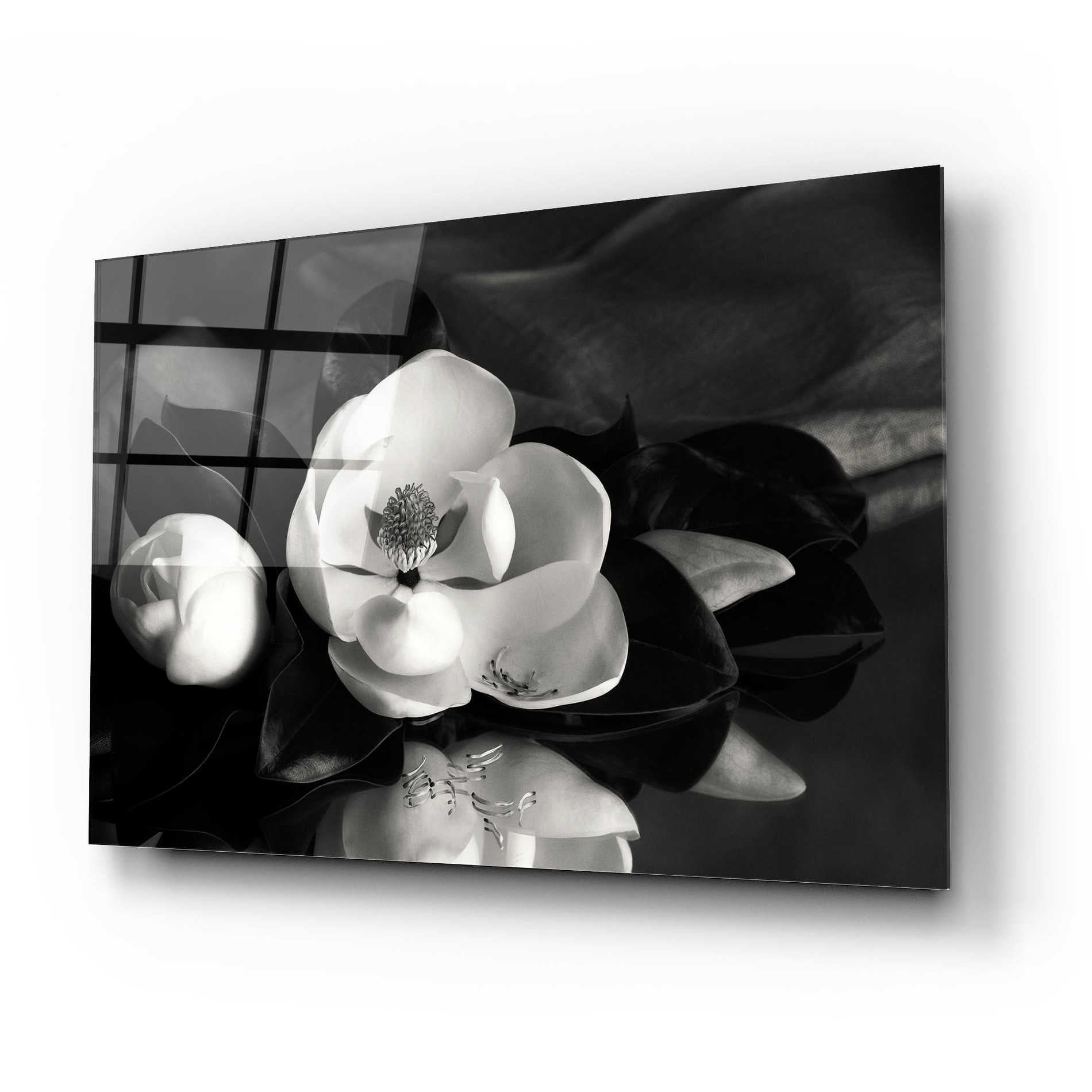 Epic Art 'Magnolia in Bloom' by Debra Van Swearingen, Acrylic Glass Wall Art,24x16