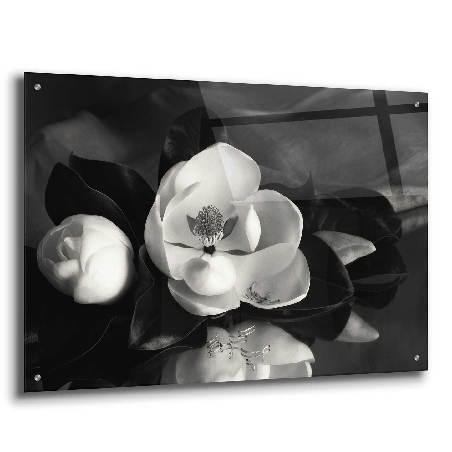 Epic Art 'Magnolia in Bloom' by Debra Van Swearingen, Acrylic Glass Wall Art,36x24