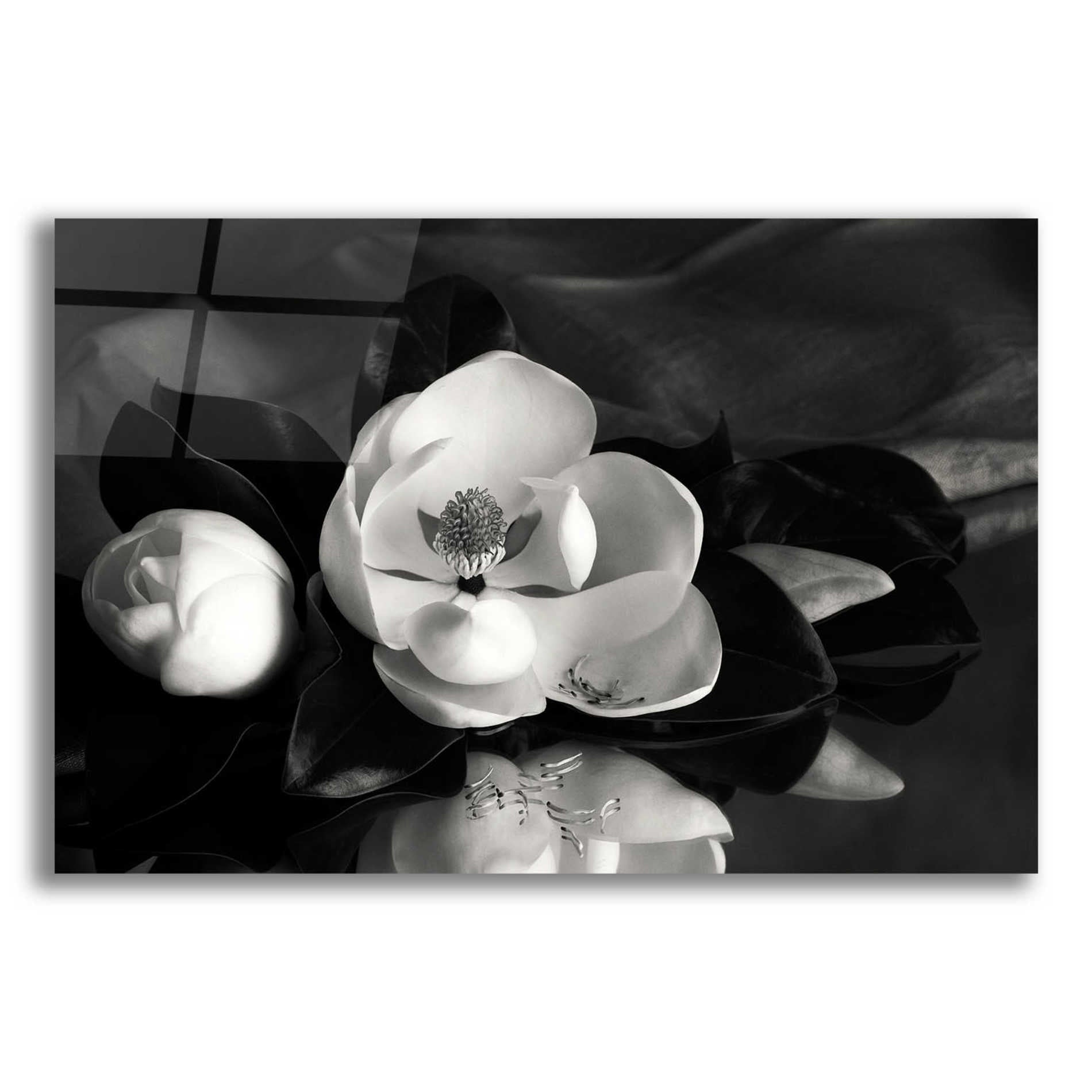 Epic Art 'Magnolia in Bloom' by Debra Van Swearingen, Acrylic Glass Wall Art