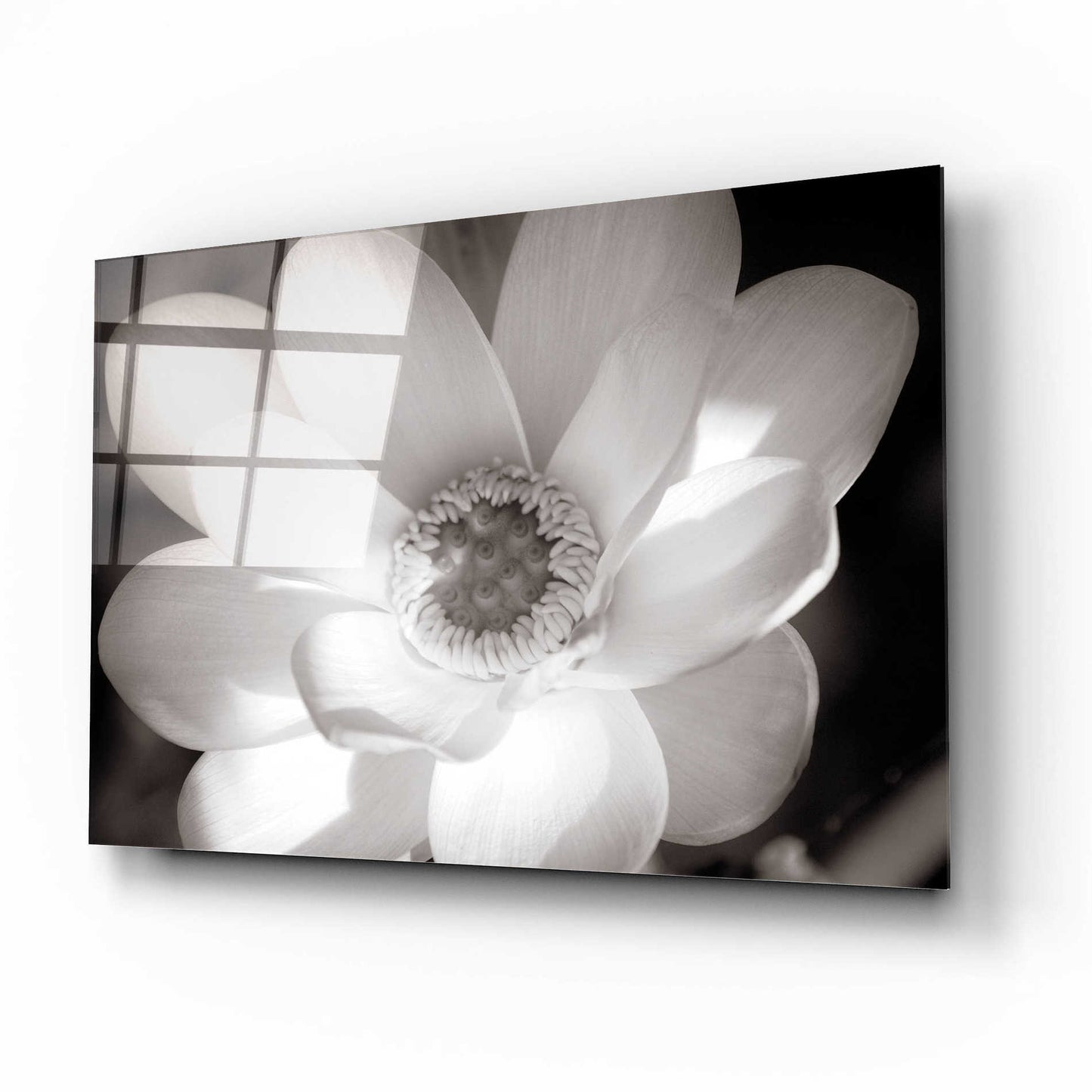 Epic Art 'Lotus Flower V' by Debra Van Swearingen, Acrylic Glass Wall Art,16x12