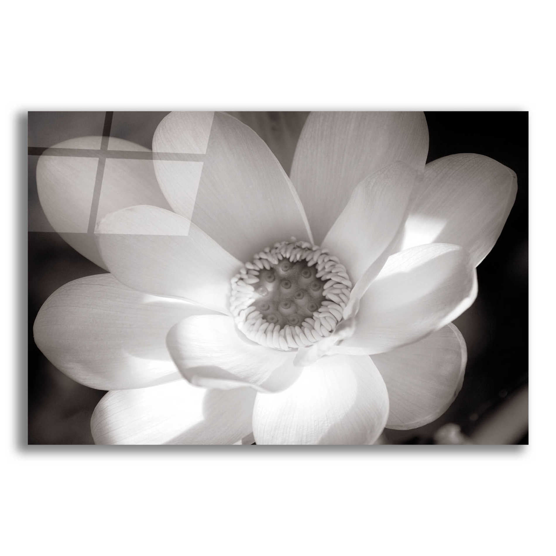 Epic Art 'Lotus Flower V' by Debra Van Swearingen, Acrylic Glass Wall Art,16x12