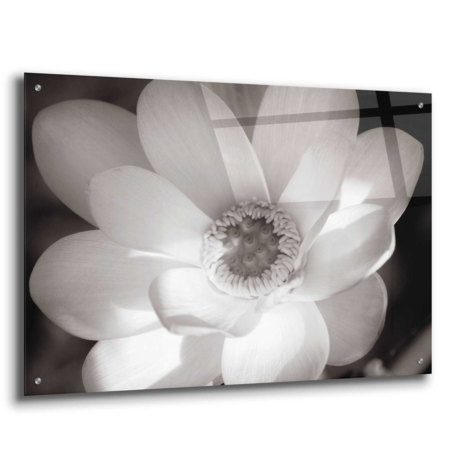 Epic Art 'Lotus Flower V' by Debra Van Swearingen, Acrylic Glass Wall Art,36x24