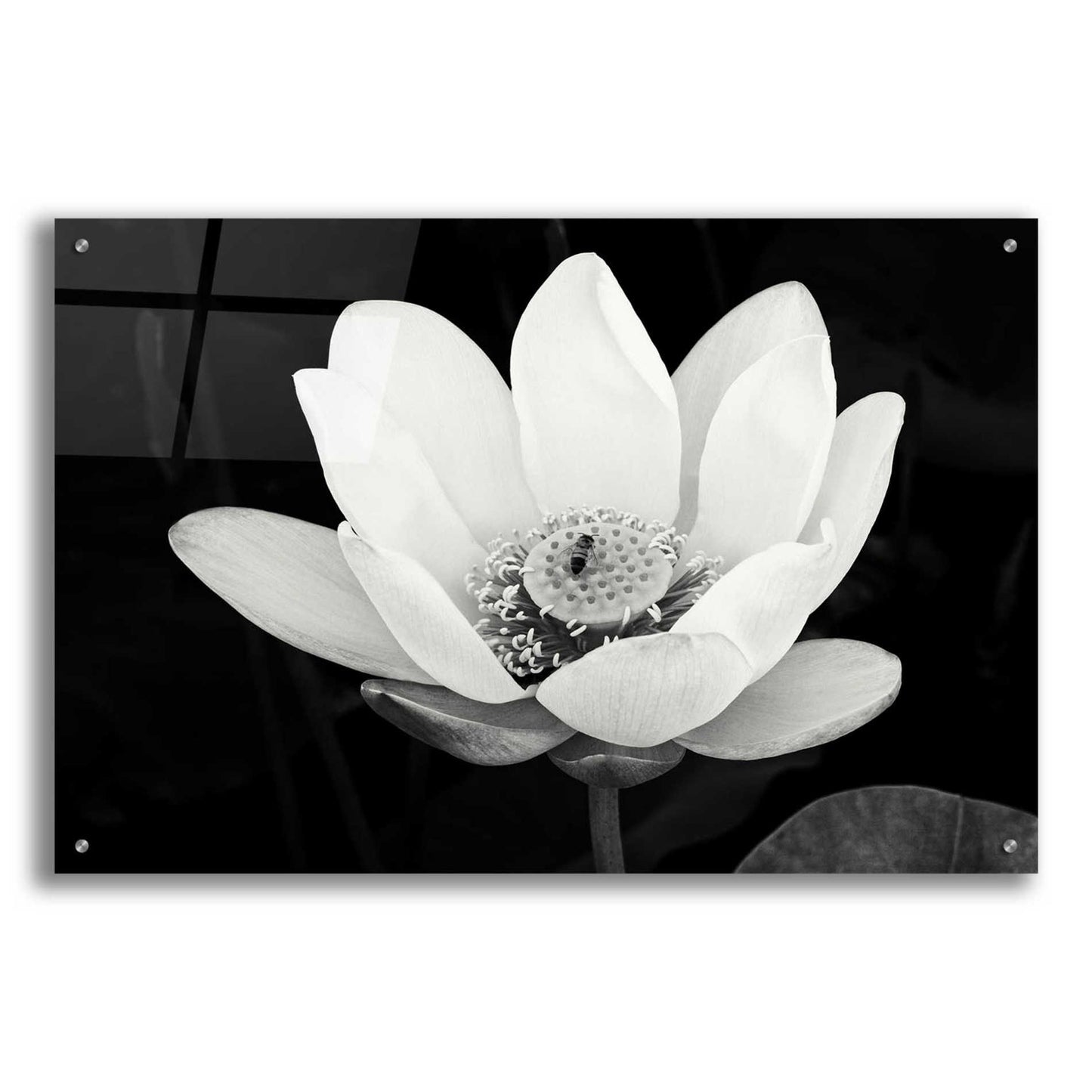 Epic Art 'Lotus Flower I v2' by Debra Van Swearingen, Acrylic Glass Wall Art,36x24