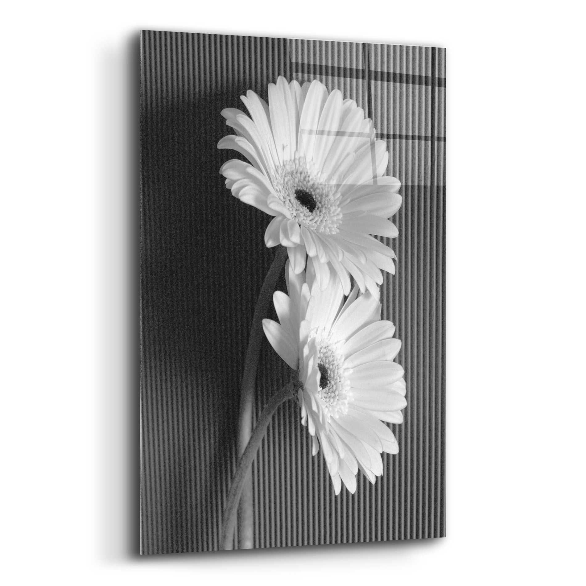 Epic Art 'Fresh Cut Daisy I' by Debra Van Swearingen, Acrylic Glass Wall Art,12x16