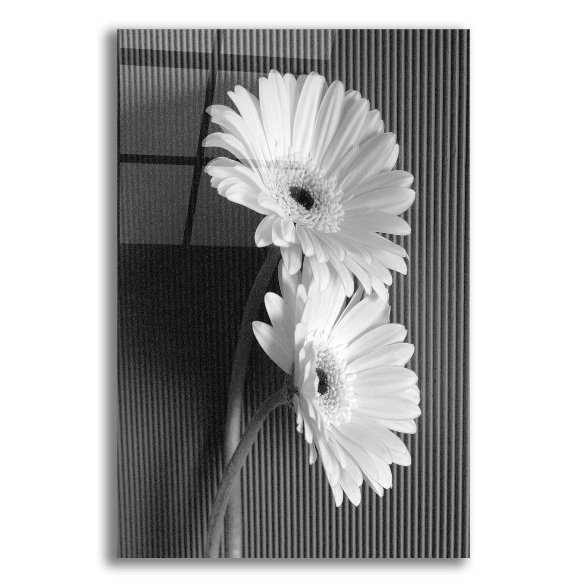 Epic Art 'Fresh Cut Daisy I' by Debra Van Swearingen, Acrylic Glass Wall Art,12x16