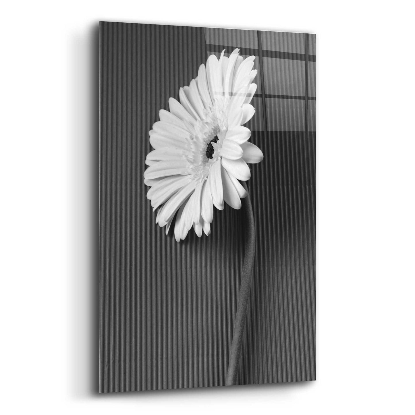 Epic Art 'Fresh Cut Daisy II' by Debra Van Swearingen, Acrylic Glass Wall Art,12x16