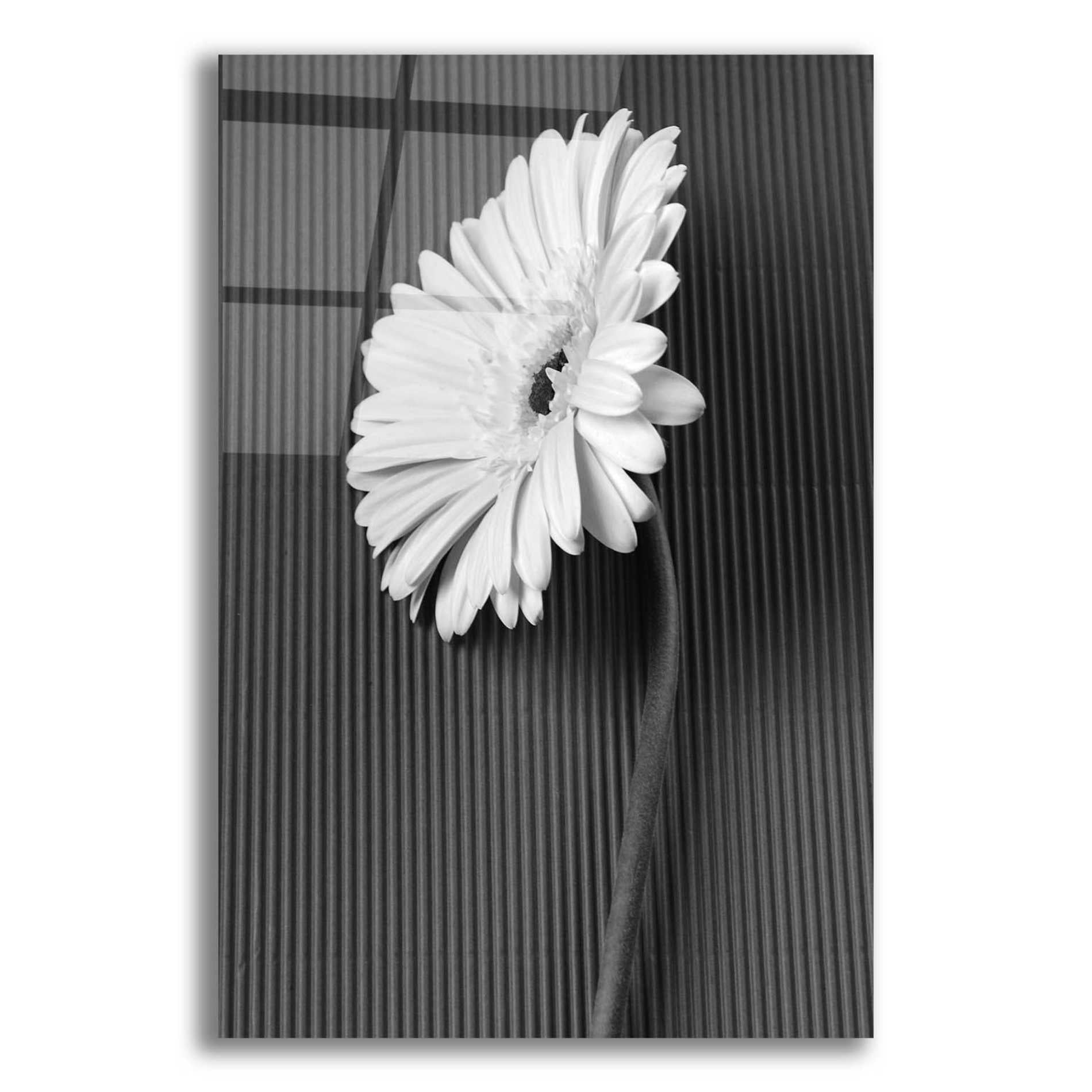 Epic Art 'Fresh Cut Daisy II' by Debra Van Swearingen, Acrylic Glass Wall Art,12x16