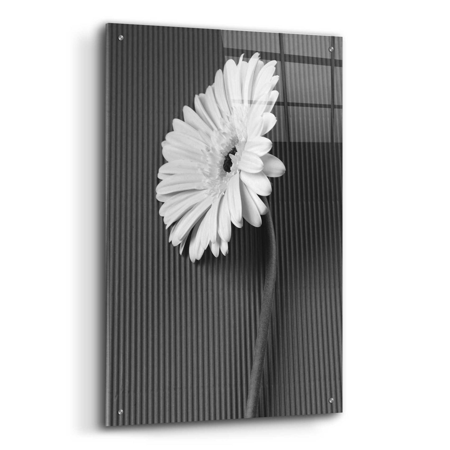 Epic Art 'Fresh Cut Daisy II' by Debra Van Swearingen, Acrylic Glass Wall Art,24x36