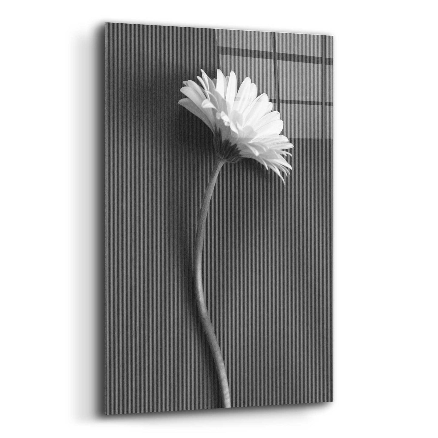 Epic Art 'Fresh Cut Daisy III' by Debra Van Swearingen, Acrylic Glass Wall Art,12x16