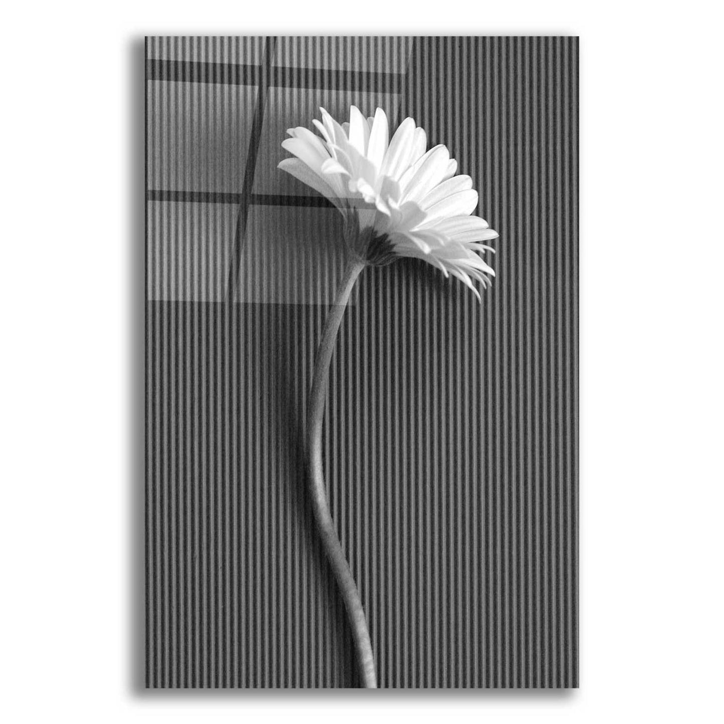 Epic Art 'Fresh Cut Daisy III' by Debra Van Swearingen, Acrylic Glass Wall Art,12x16