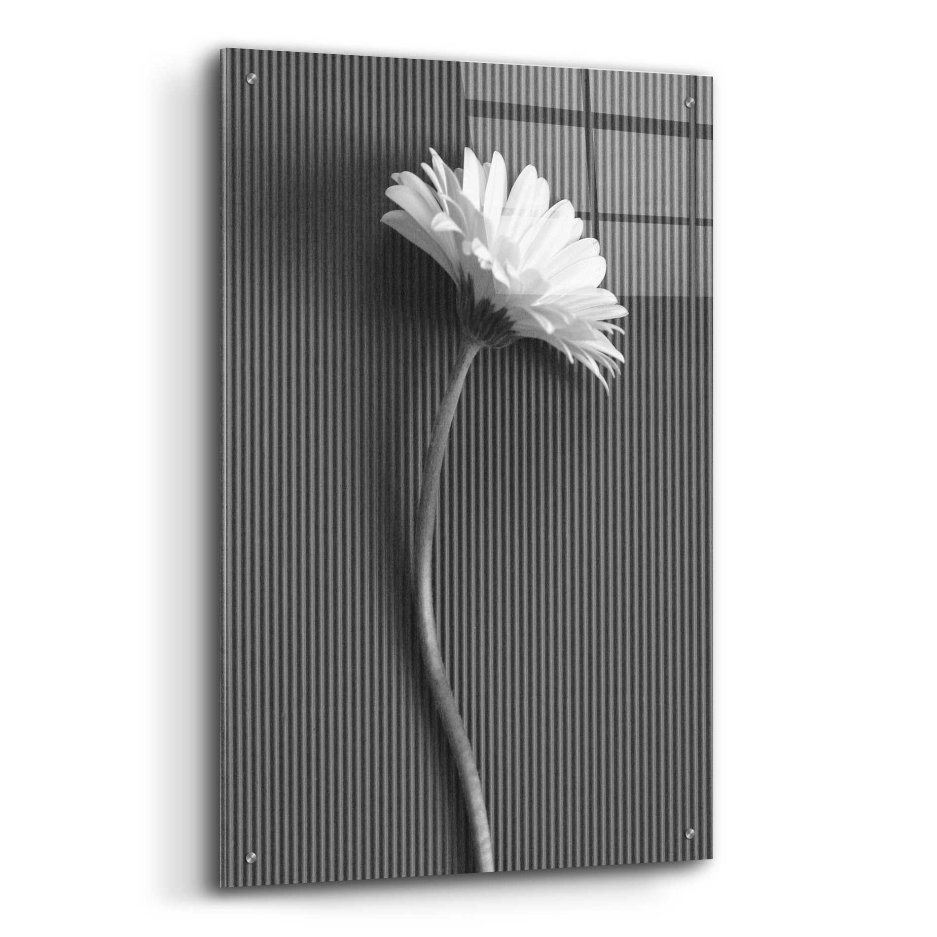 Epic Art 'Fresh Cut Daisy III' by Debra Van Swearingen, Acrylic Glass Wall Art,24x36