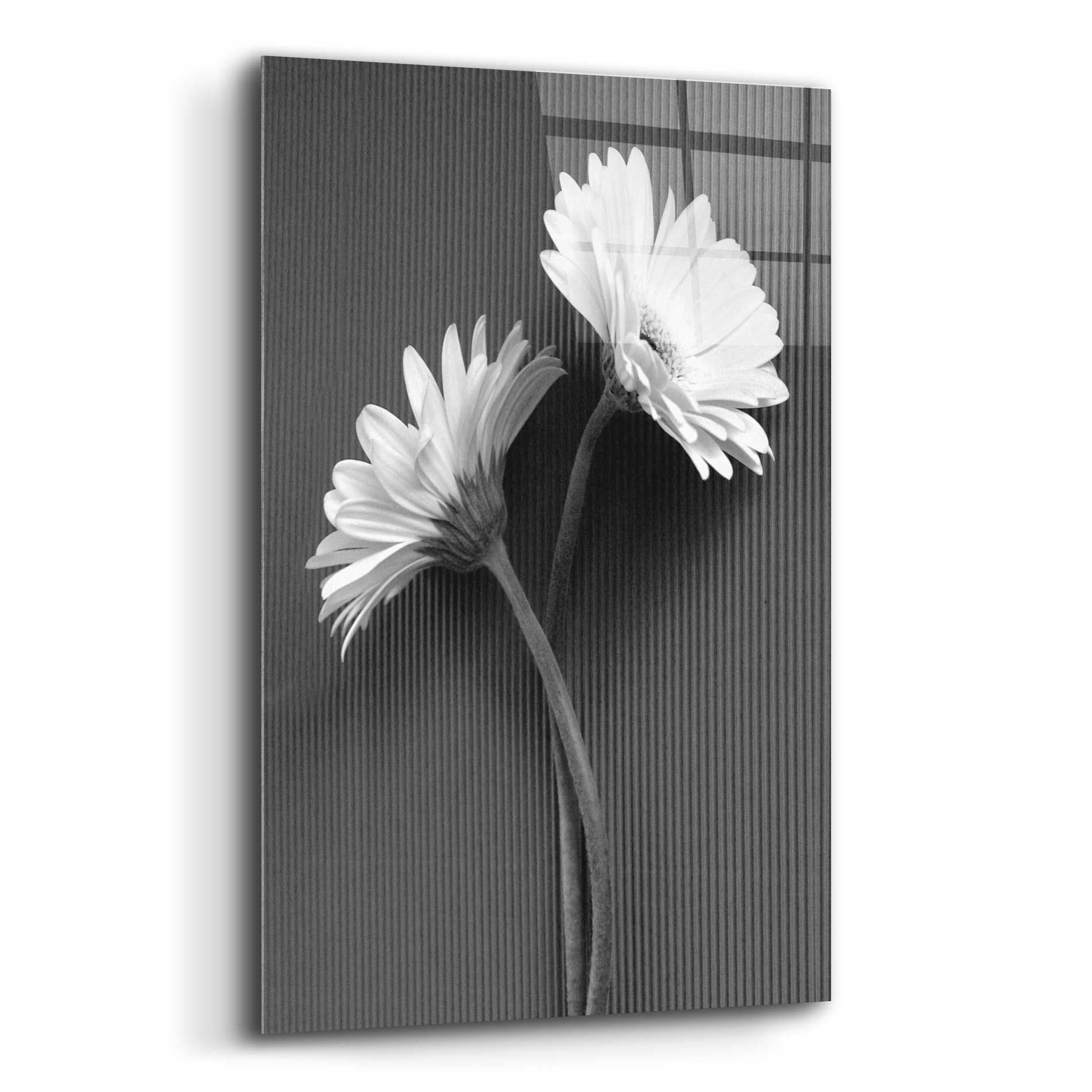 Epic Art 'Fresh Cut Daisy IV' by Debra Van Swearingen, Acrylic Glass Wall Art,12x16